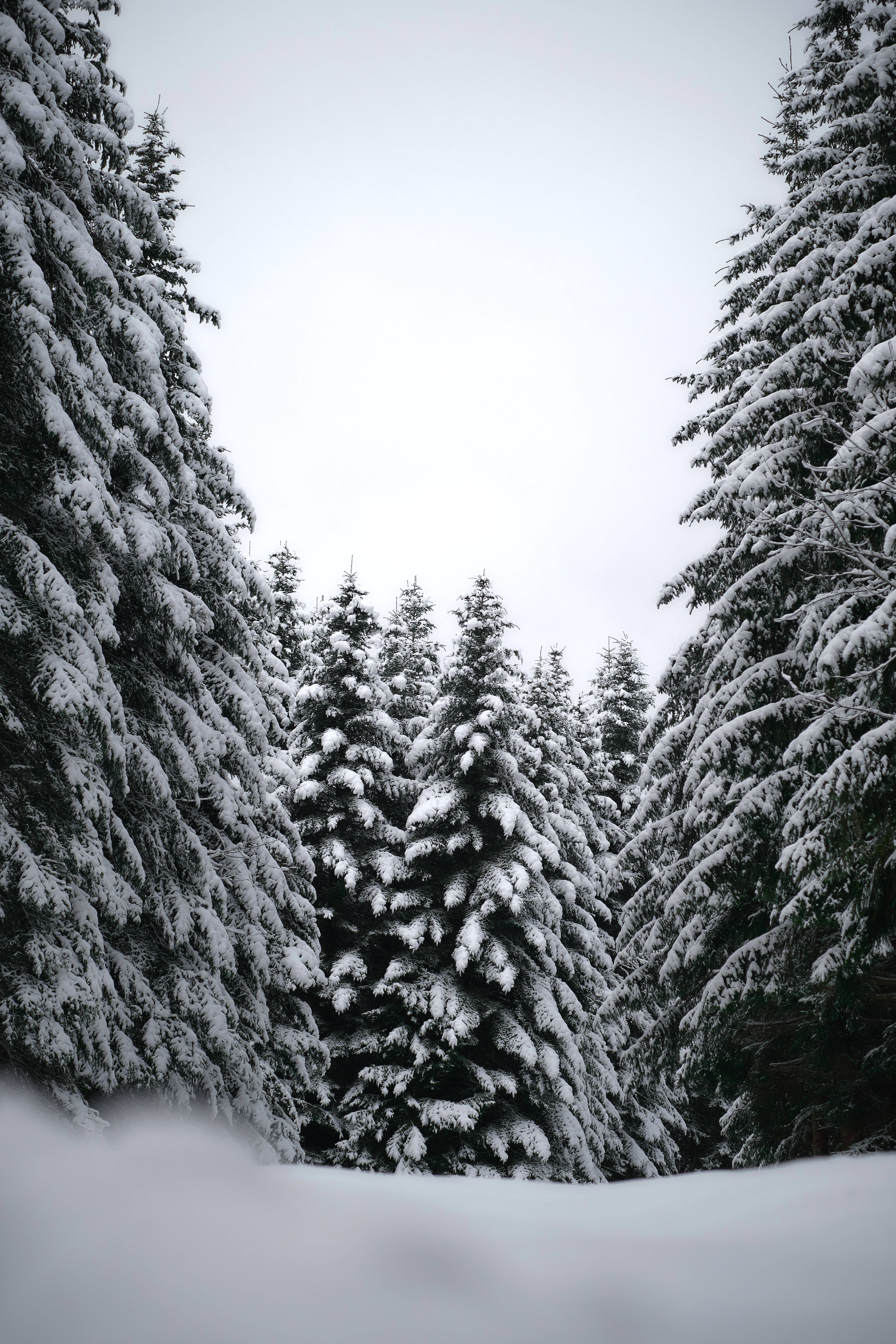 黑白高清松樹 壁紙 — 積雪的常綠樹環繞著一條寧靜的冬季森林小徑，天空多雲。