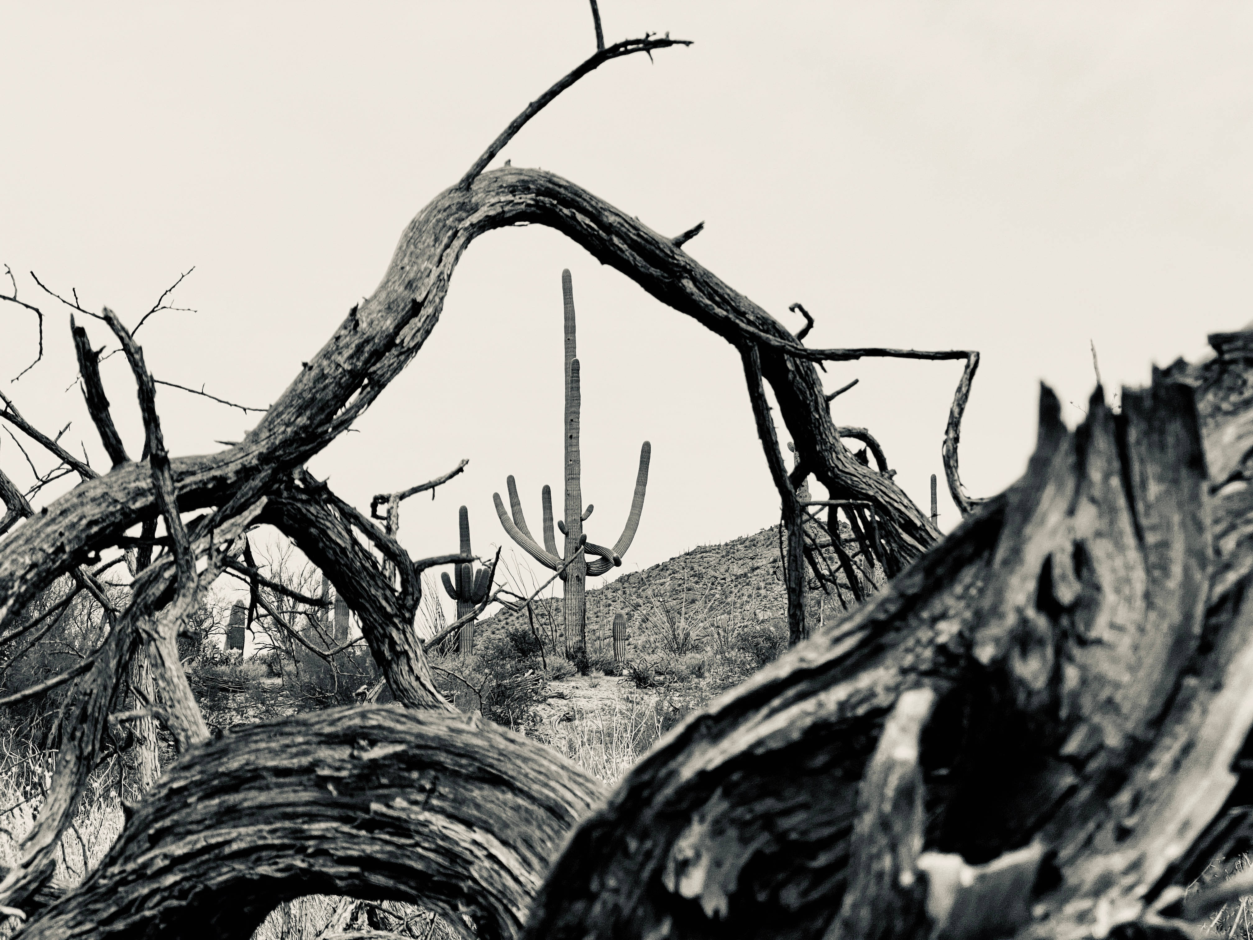 黑白高清枯樹 壁紙 — 黑白沙漠場景，扭曲的枯木襯托著淡色天空下的薩瓜羅仙人掌。