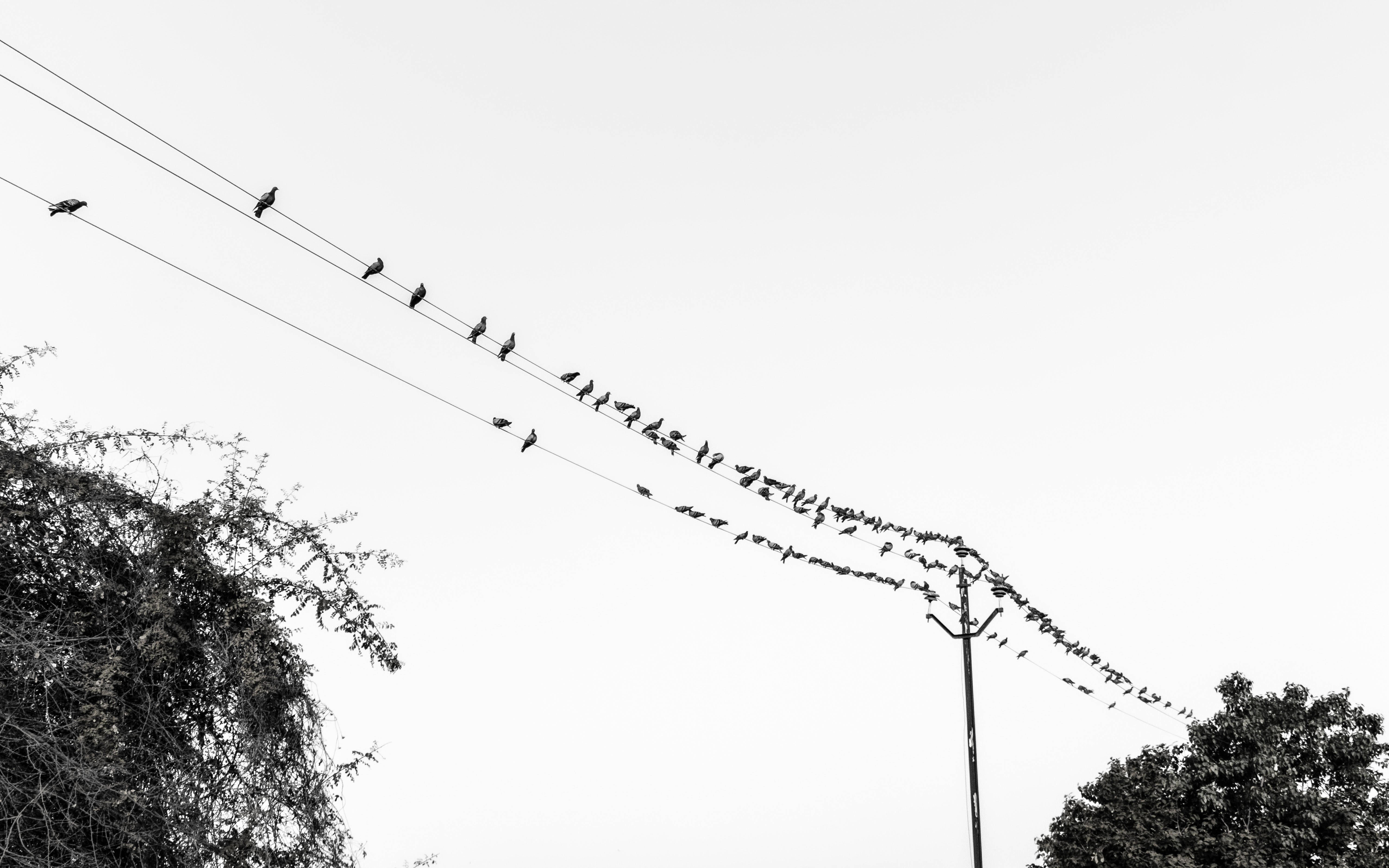 黑白高清電線上的鳥 壁紙 — 一張黑白照片顯示數十隻鳥兒沿著電線排成一排，背景是蒼白的天空，下方有樹木的剪影。
