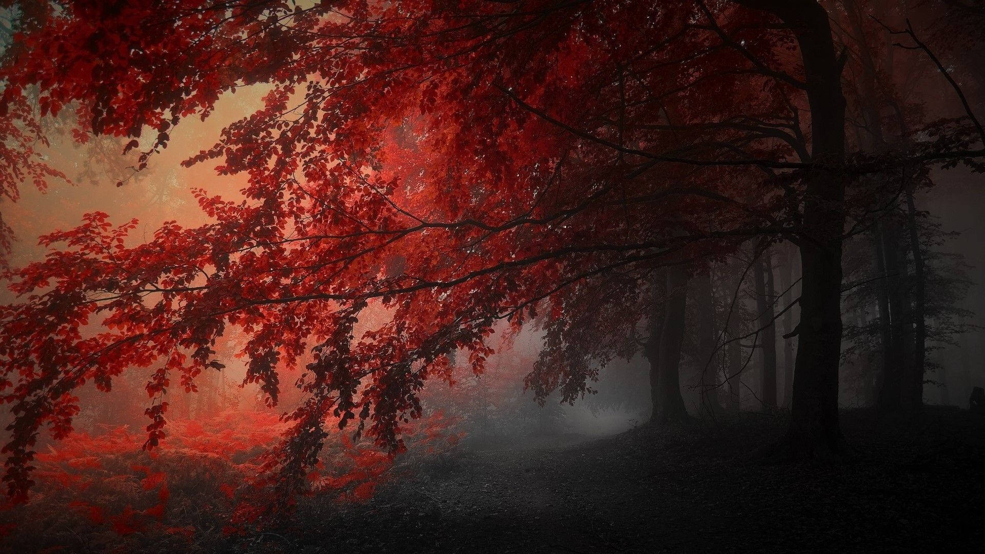黑紅秋日巨樹 壁紙 — 鮮豔的紅葉在霧氣瀰漫的森林中低垂，溫暖的光線透過樹冠灑落。