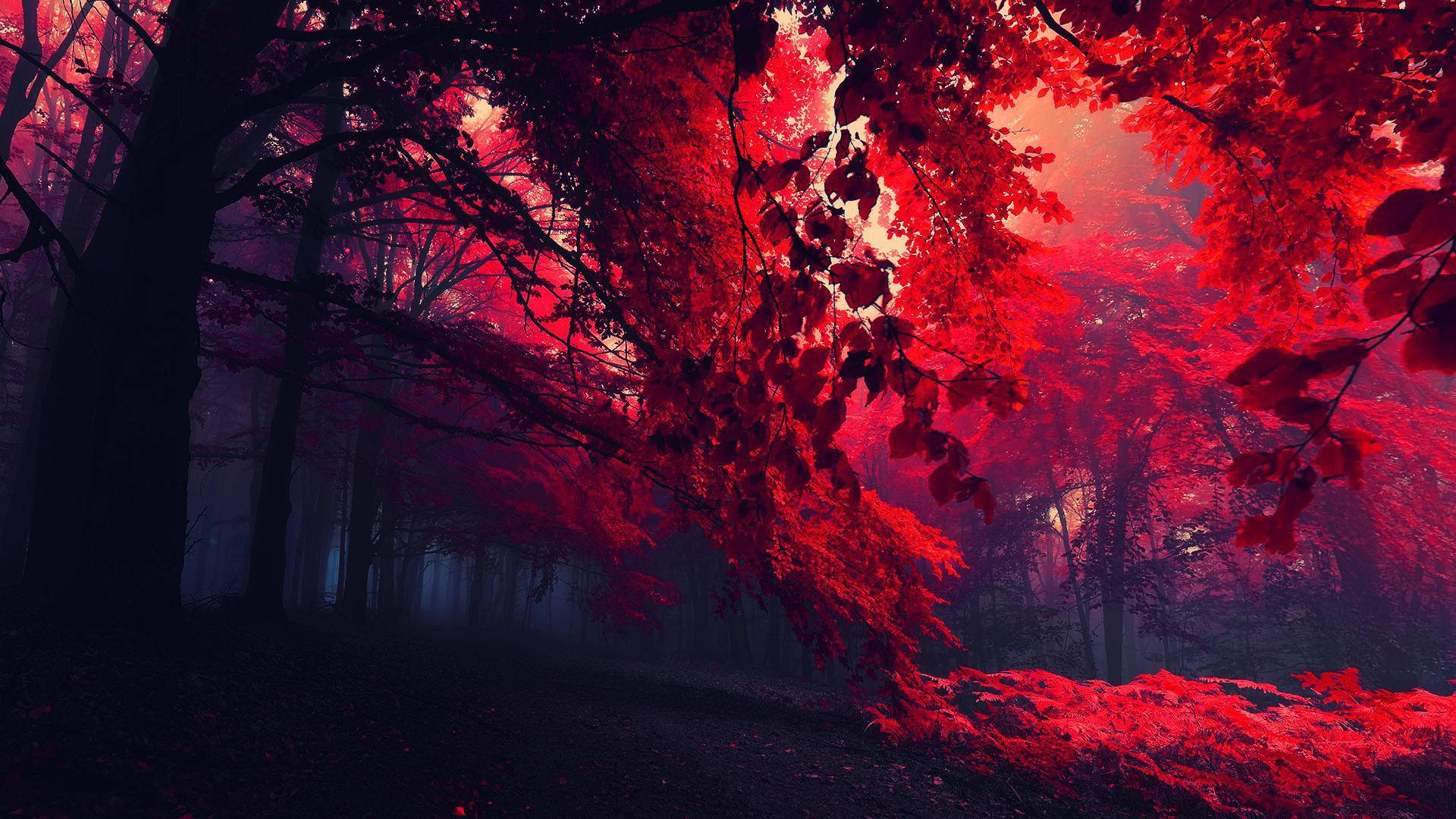 黑紅色樹林 壁紙 — 一片迷霧森林沐浴在超現實的深紅光線中，光線穿過茂密的紅色樹葉和黑暗的樹木剪影。