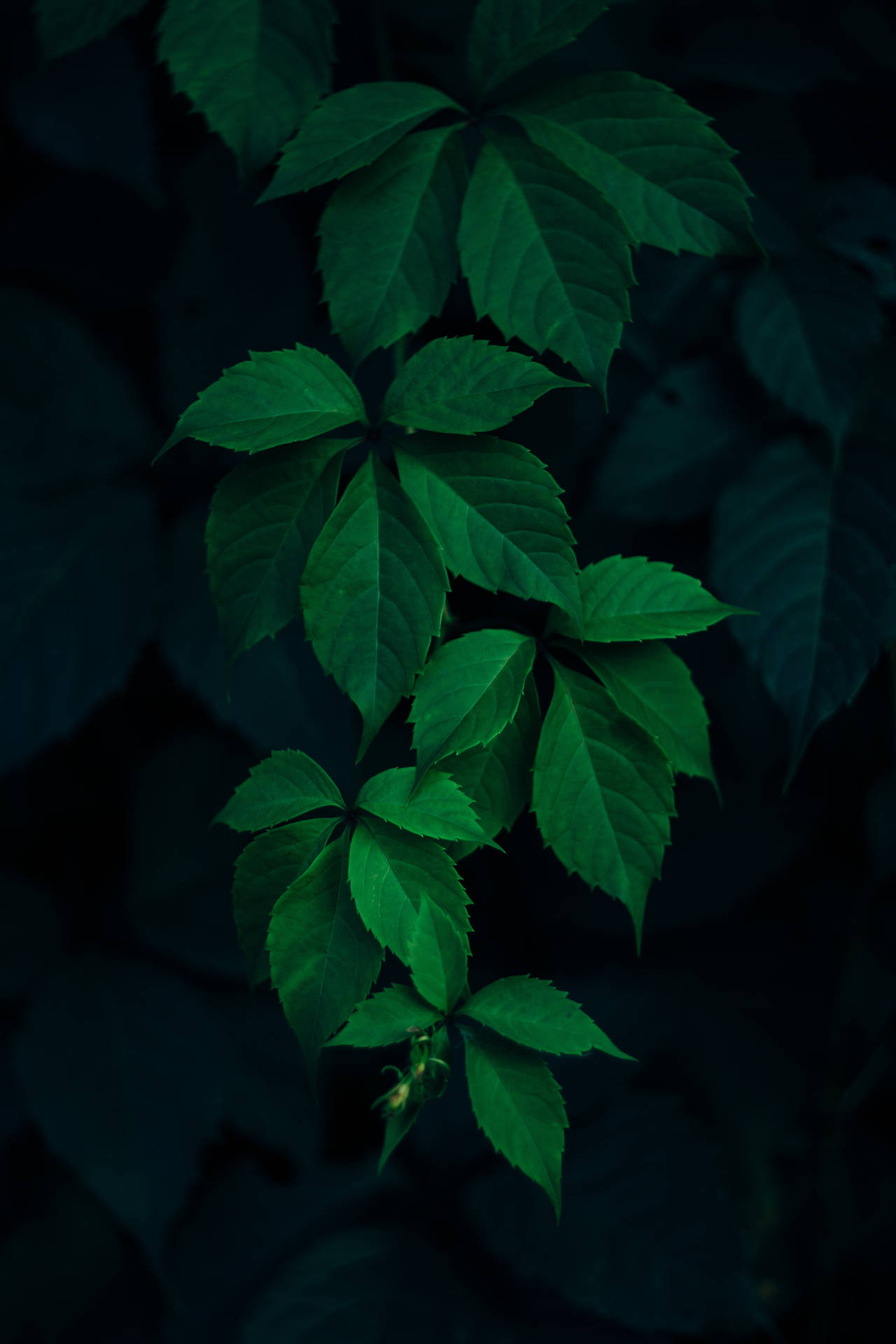垂直的綠色葉藤在深色背景上