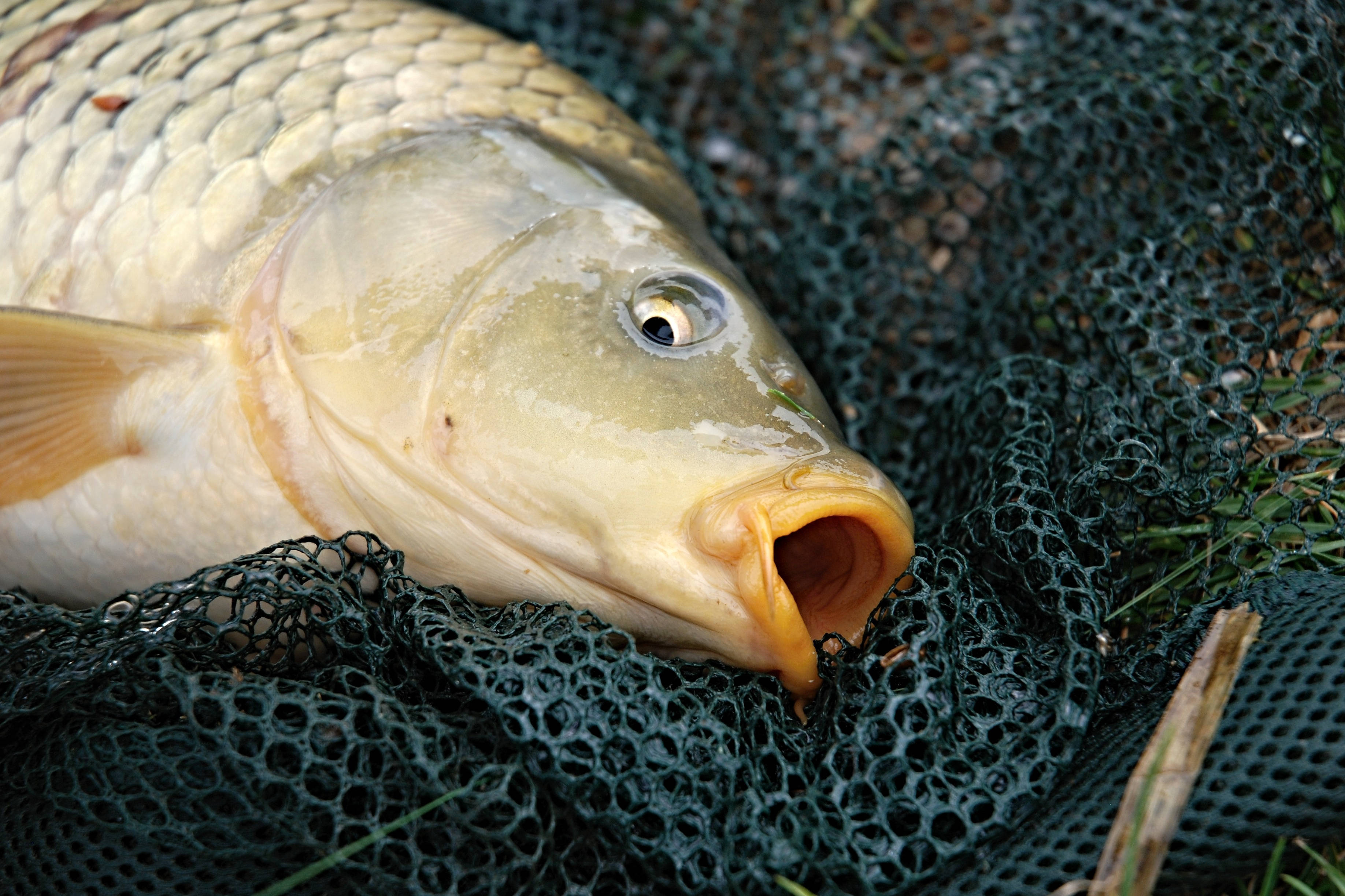 黑網上的鯉魚 壁紙 — 一條剛捕獲的鯉魚張開嘴巴，躺在綠色漁網上的特寫。