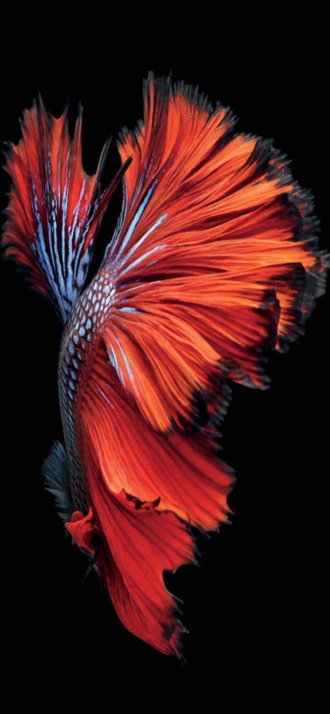 黑背景上的暹羅鯰魚 壁紙