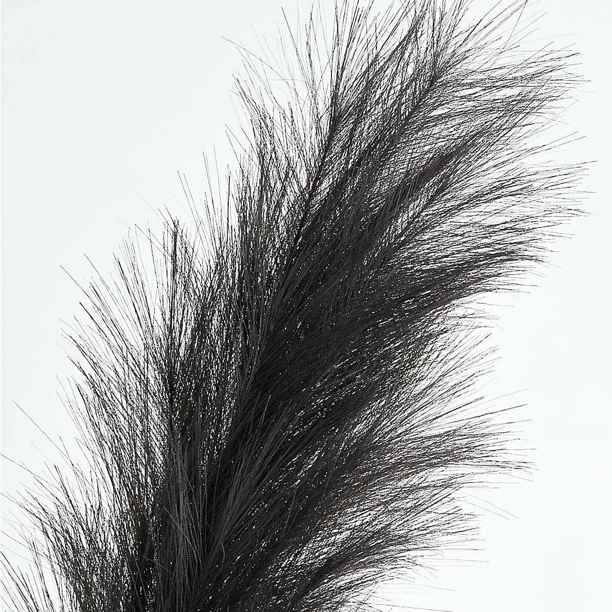 黑色 Pampas Grass 背景 壁紙 — 暗色羽毛狀植物纖維在純白背景上的特寫，帶有柔和陰影。