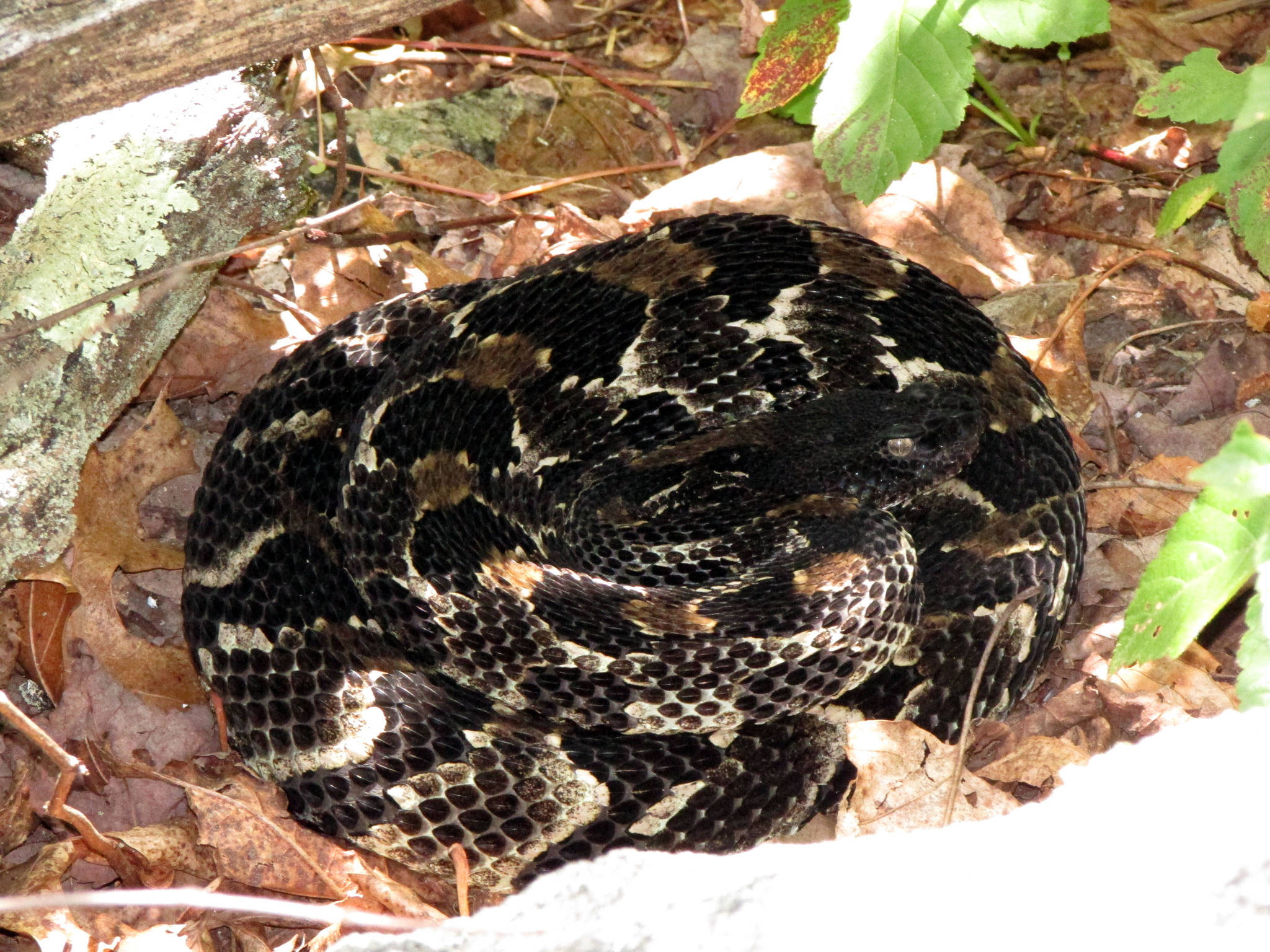 黑色 Timber Rattler 蛇於枯葉地面 壁紙 — 一條盤繞的黑色和棕褐色圖案蛇在森林地面的乾葉和綠色植物間偽裝休息。