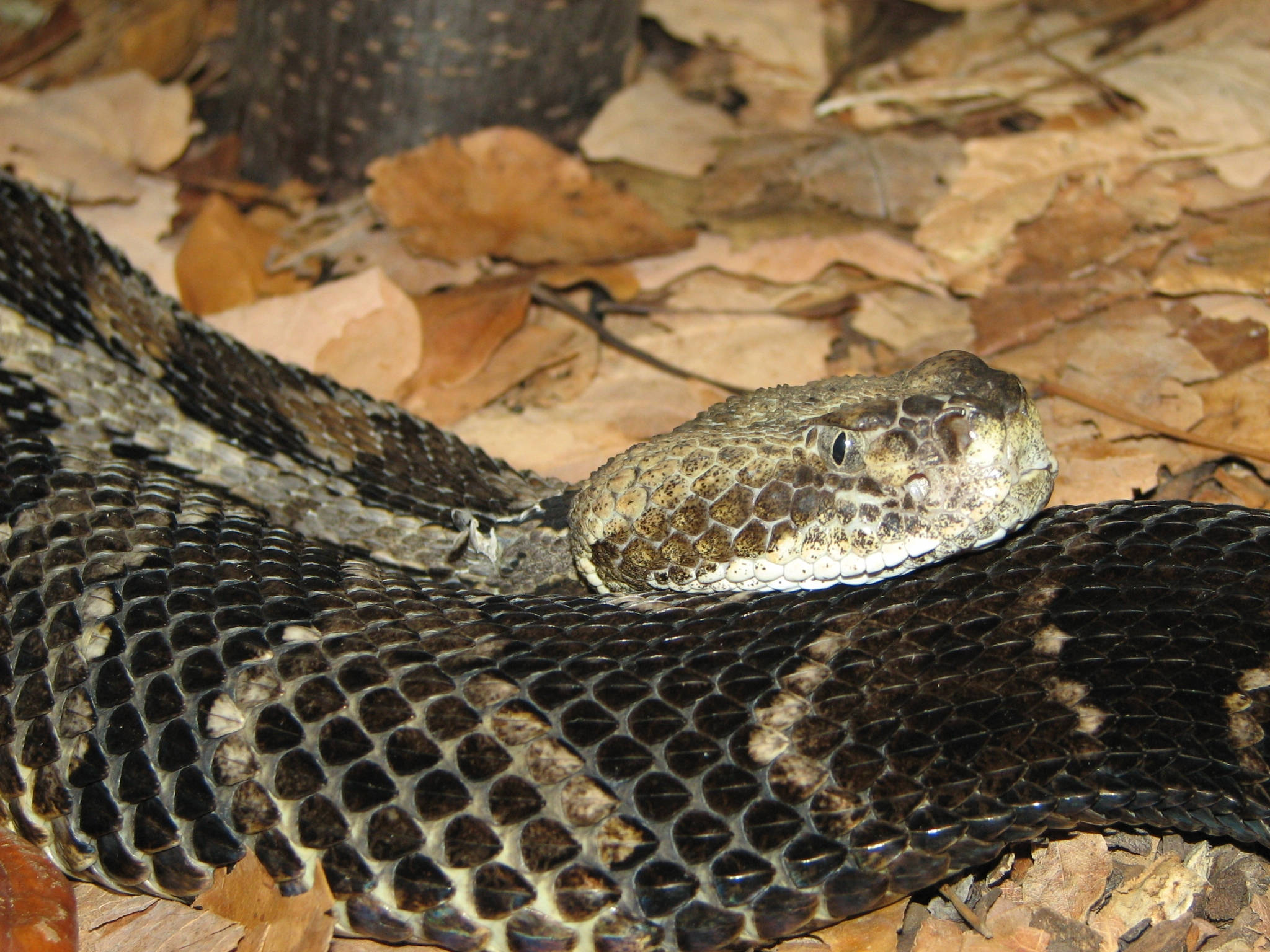 黑色 Timber Rattler 蛇 壁紙 — 特寫鏡頭，一條響尾蛇蜷縮在乾燥的棕色樹葉中，背景是樹幹。