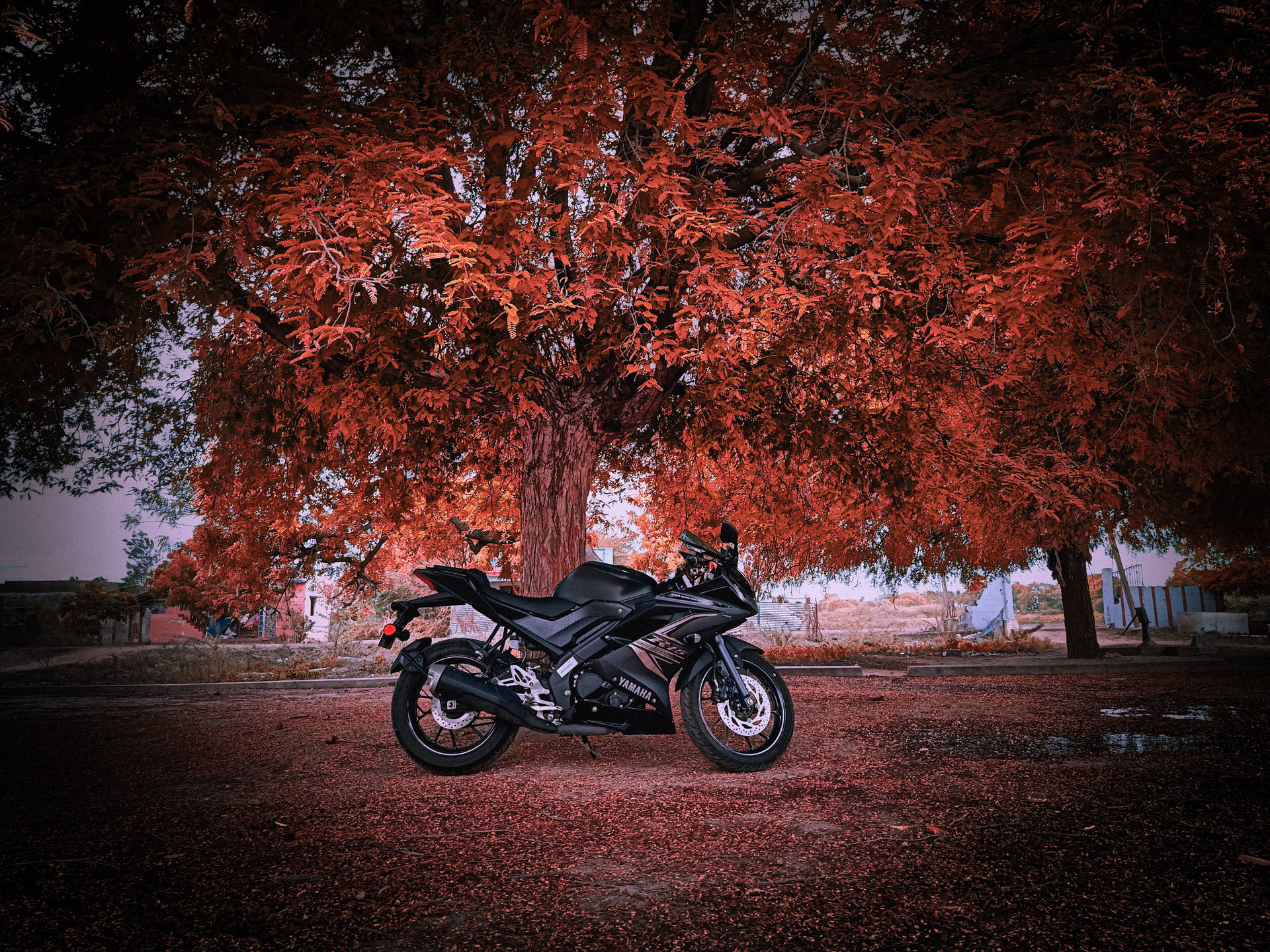 黑色電單車停在紅葉樹下。