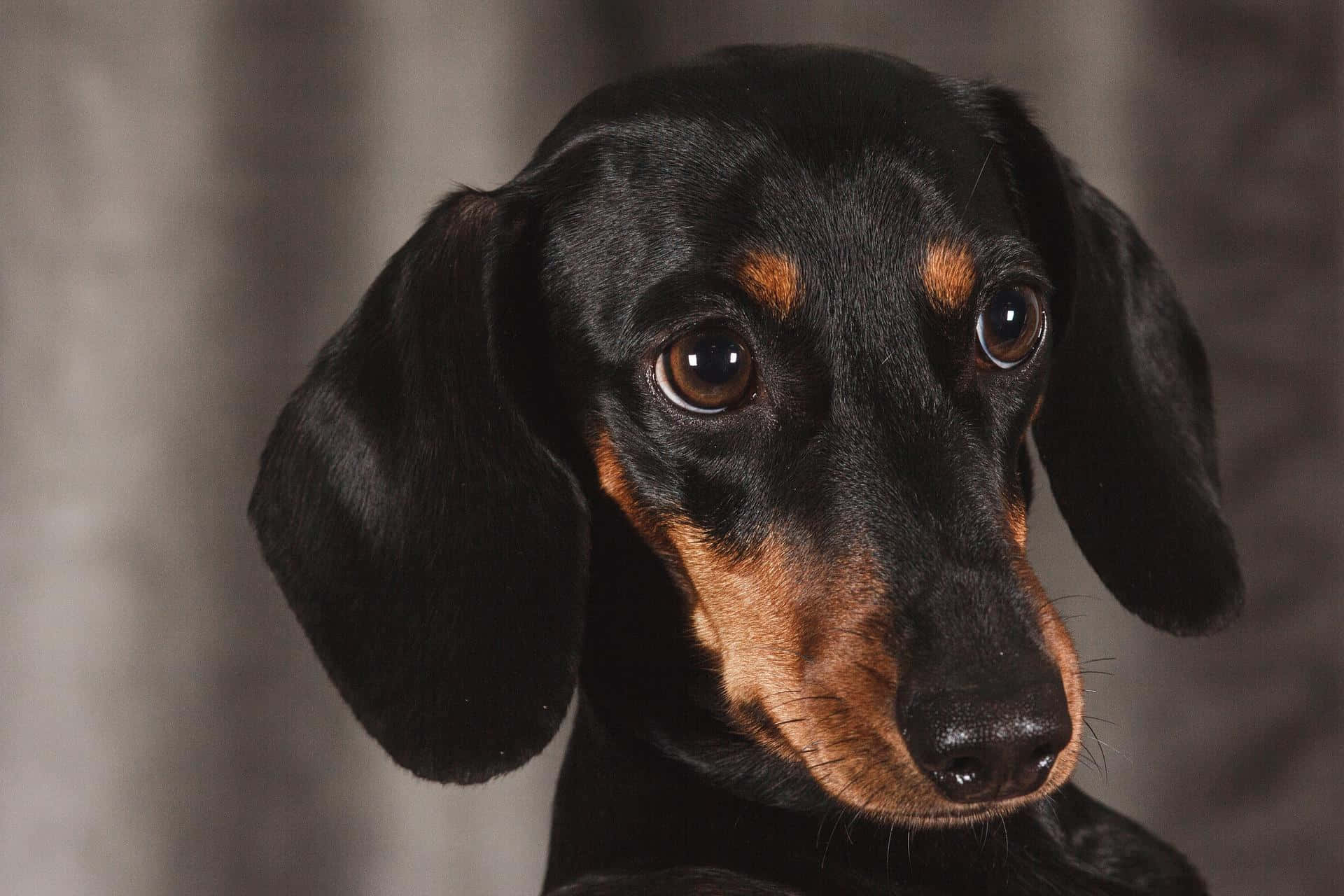 dachshund 桌布 壁紙 — 黑色和棕褐色臘腸犬的特寫肖像，擁有深邃的大眼睛，在柔和的模糊背景前凝視前方。