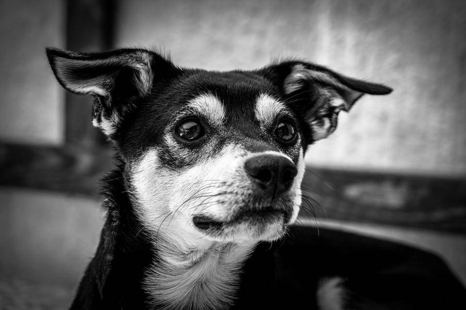 黑色大耳朵可愛幼犬 壁紙 — 一隻好奇混種犬的特寫黑白肖像，耳朵警覺，眼神充滿靈魂。