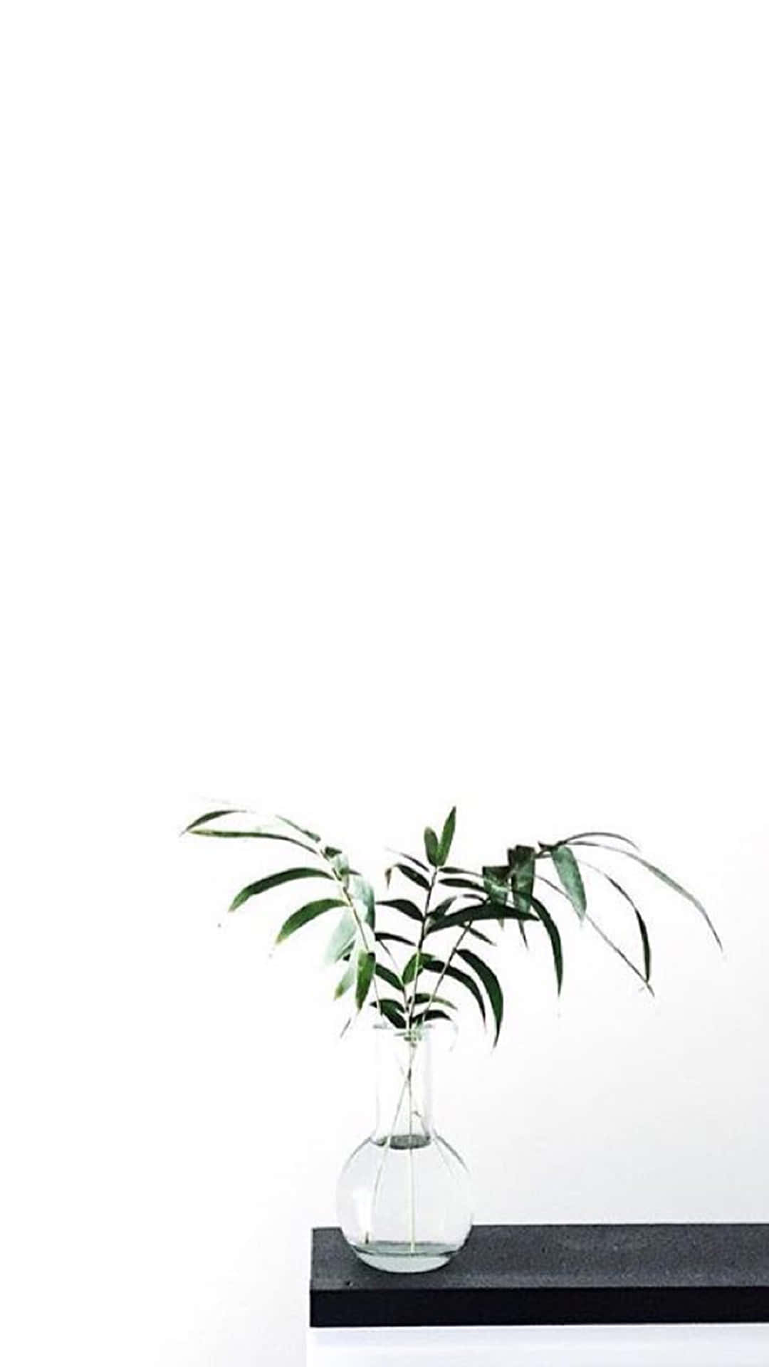黑色層架上玻璃花瓶內的小植物 壁紙