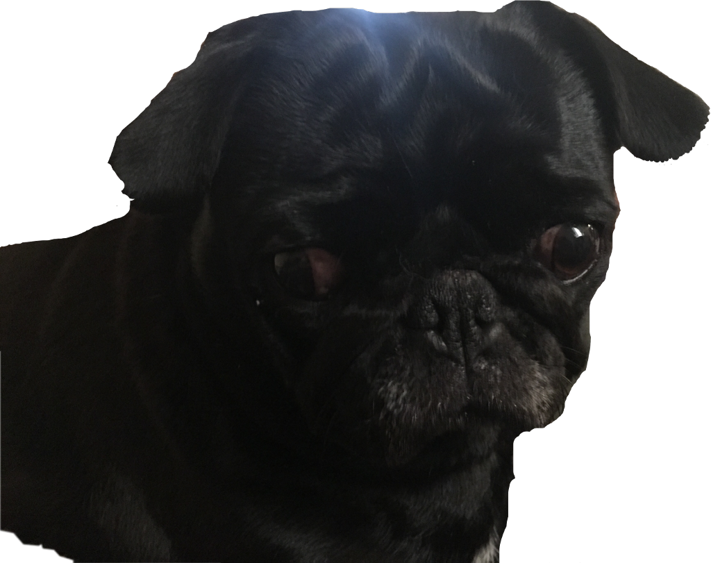 黑色巴哥犬肖像 壁紙