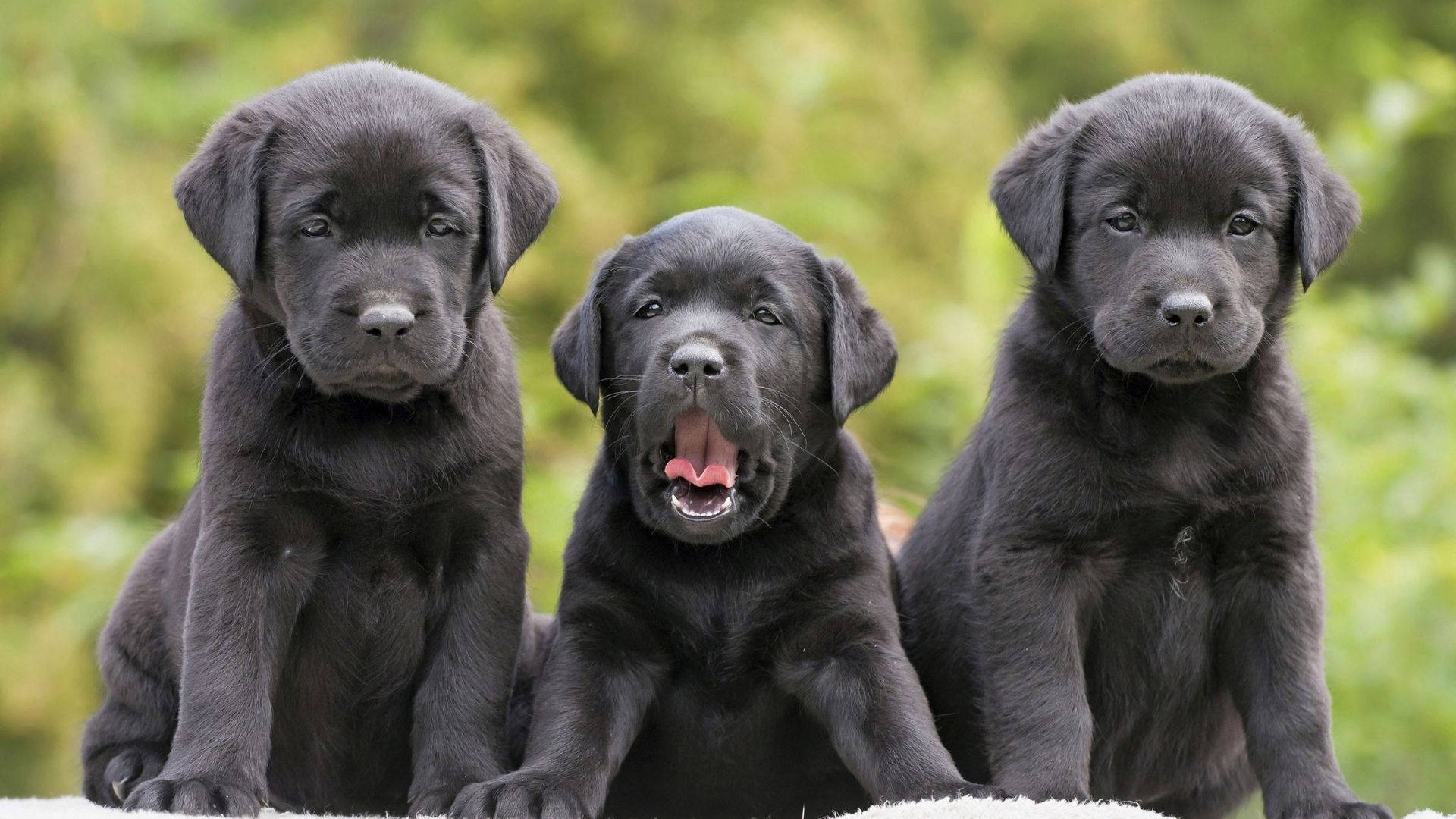 三隻黑色拉布拉多幼犬坐在一起，其中一隻正在打哈欠