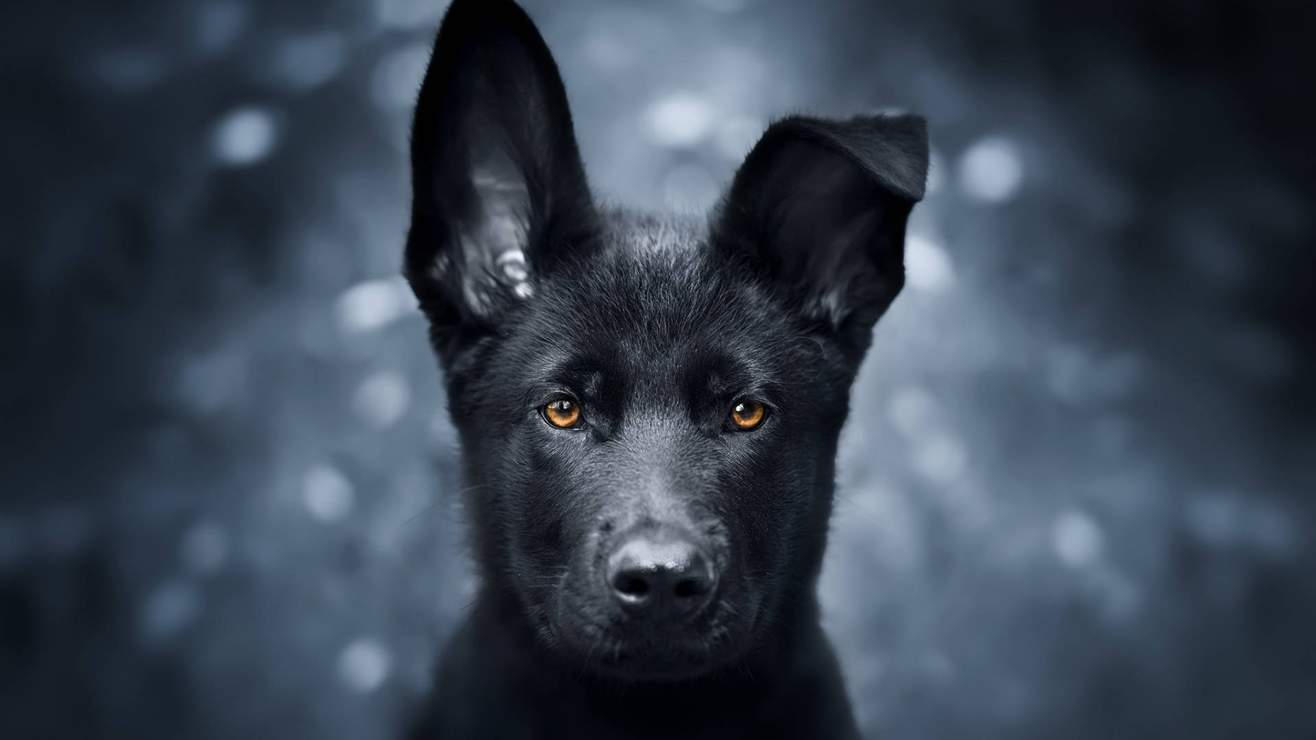 黑色德國牧羊犬幼犬 壁紙 — 一隻黑色小狗的特寫，擁有引人注目的琥珀色眼睛，在模糊的藍灰色散景背景下專注地凝視。