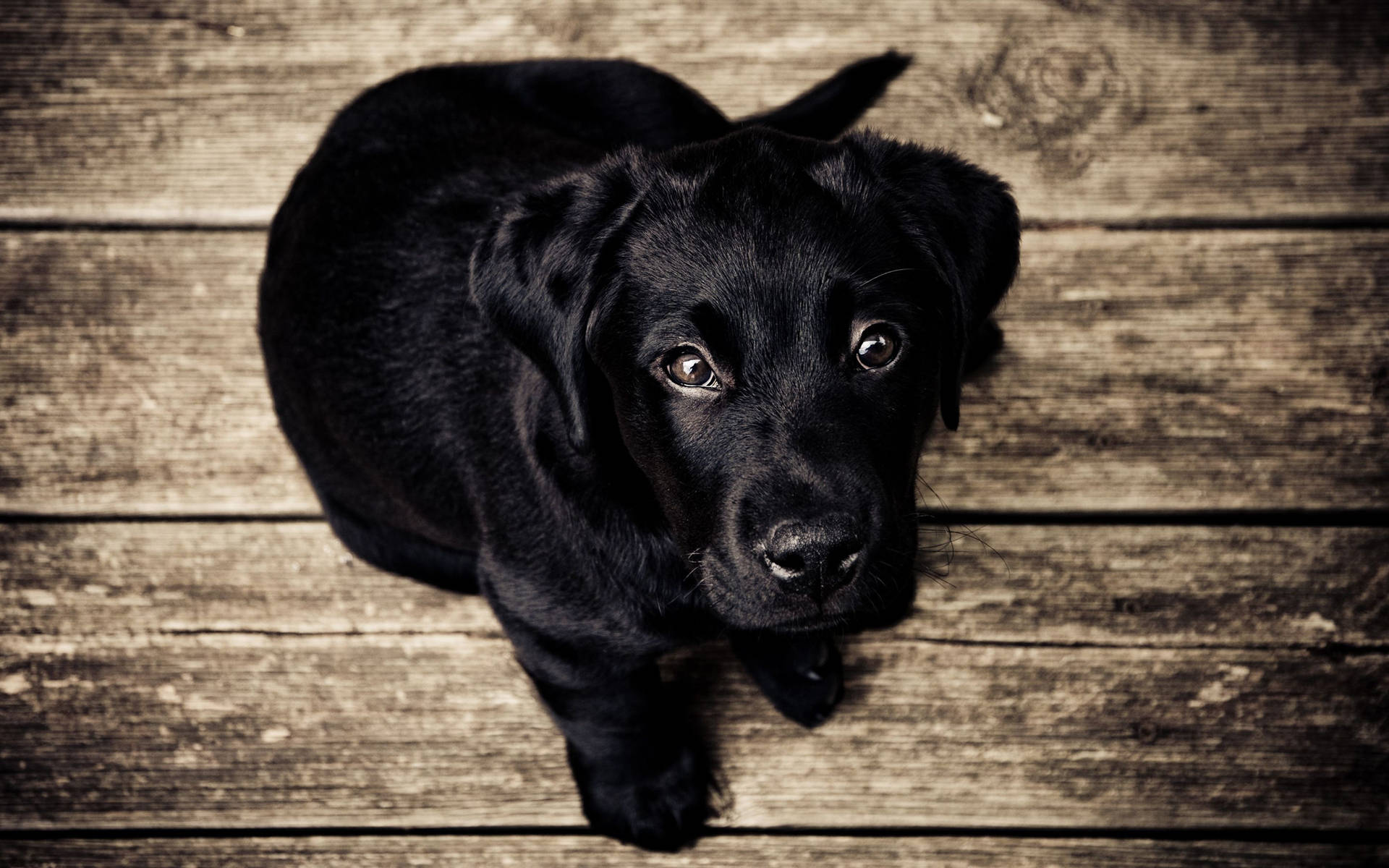 黑色拉布拉多幼犬從木地板向上望
