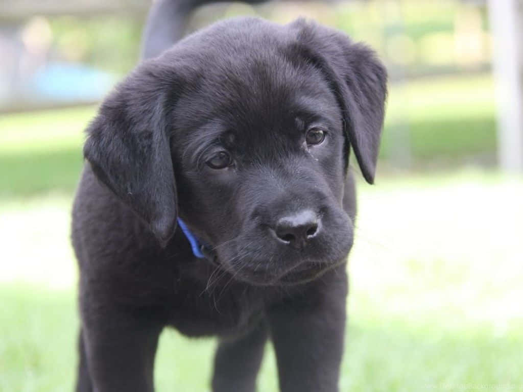 黑色拉布拉多幼犬戴著藍色項圈站在草地上