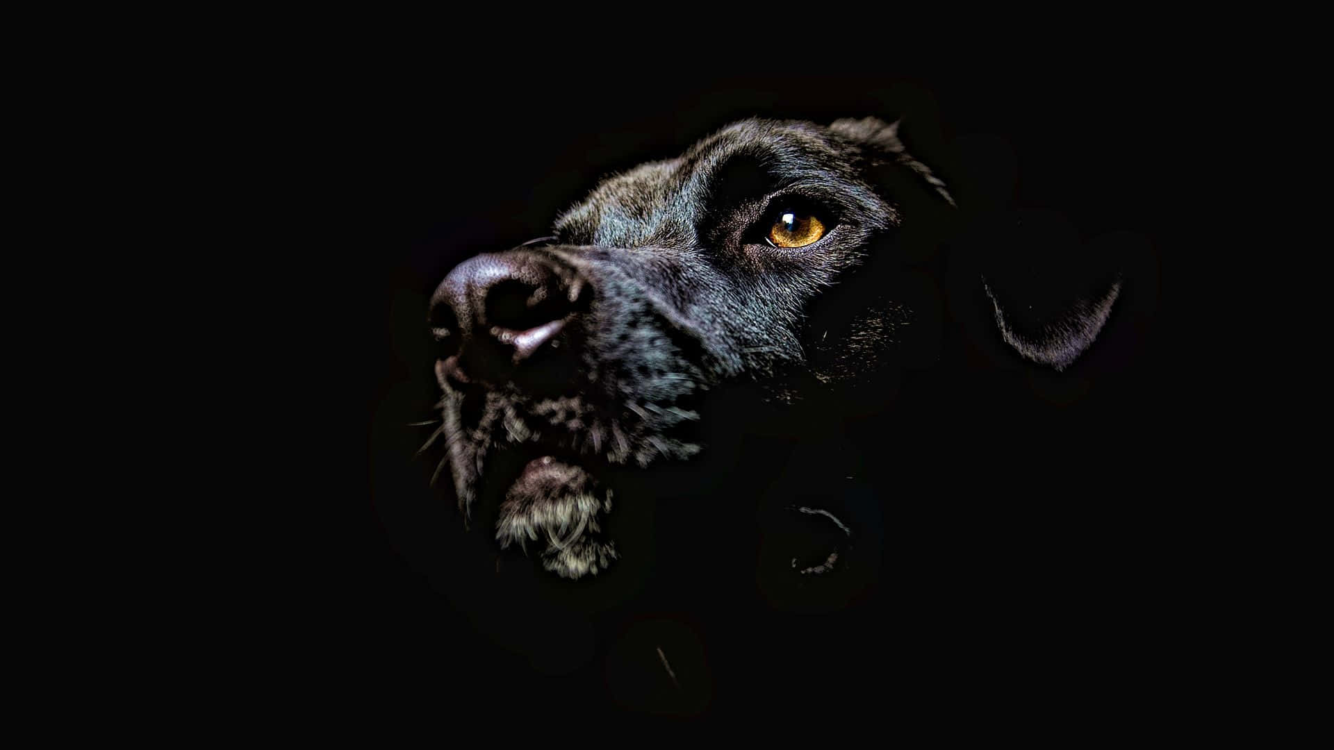 黑色拉布拉多犬的酷帥風采 壁紙 — 一隻黑狗的臉在黑暗中發光，一隻琥珀色的眼睛在純黑色背景下捕捉光線。