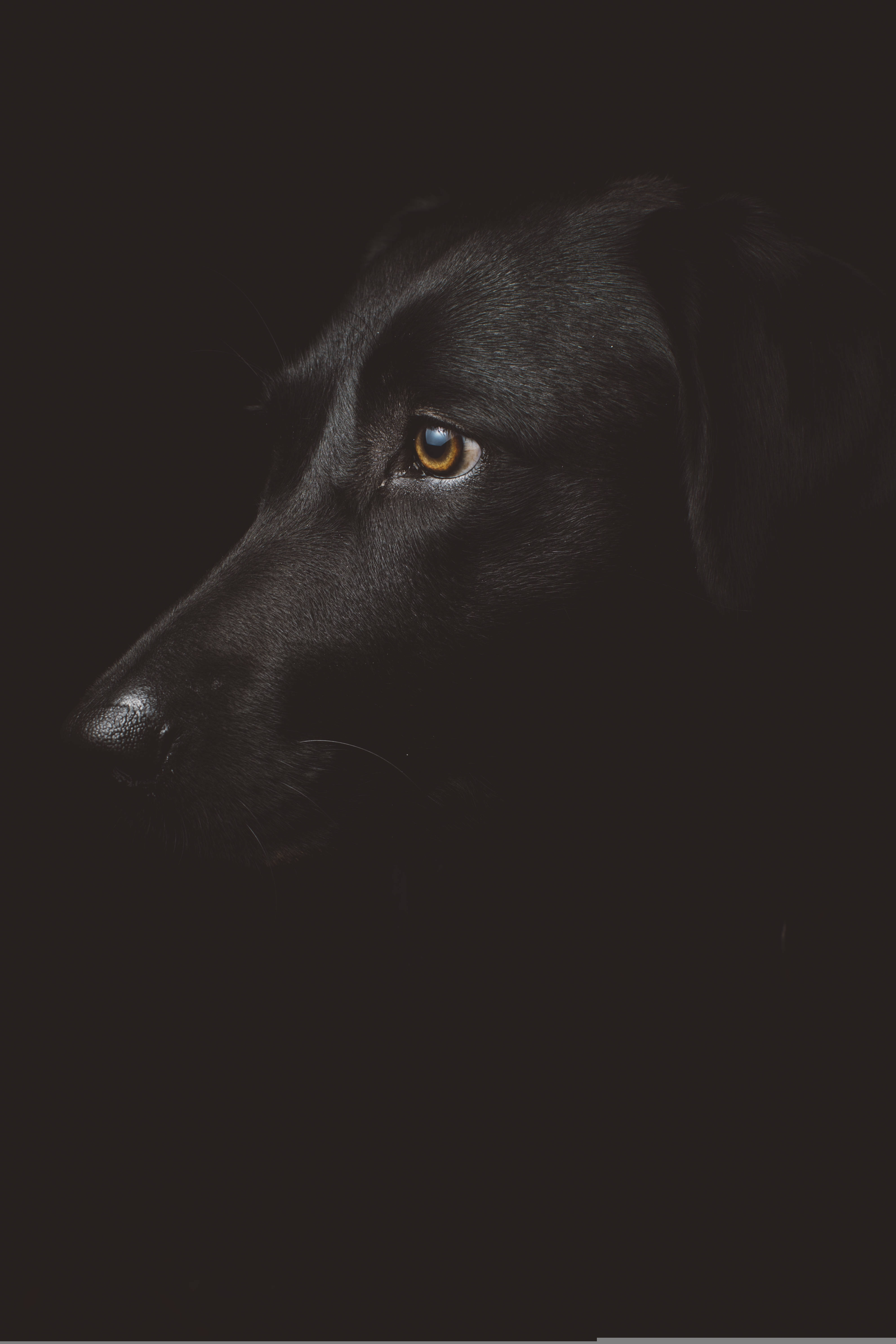 黑色拉布拉多犬頂部 iPhone 壁紙 — 一隻黑色拉布拉多犬的臉在陰影中，一隻琥珀色的眼睛在黑暗背景下捕捉光線。