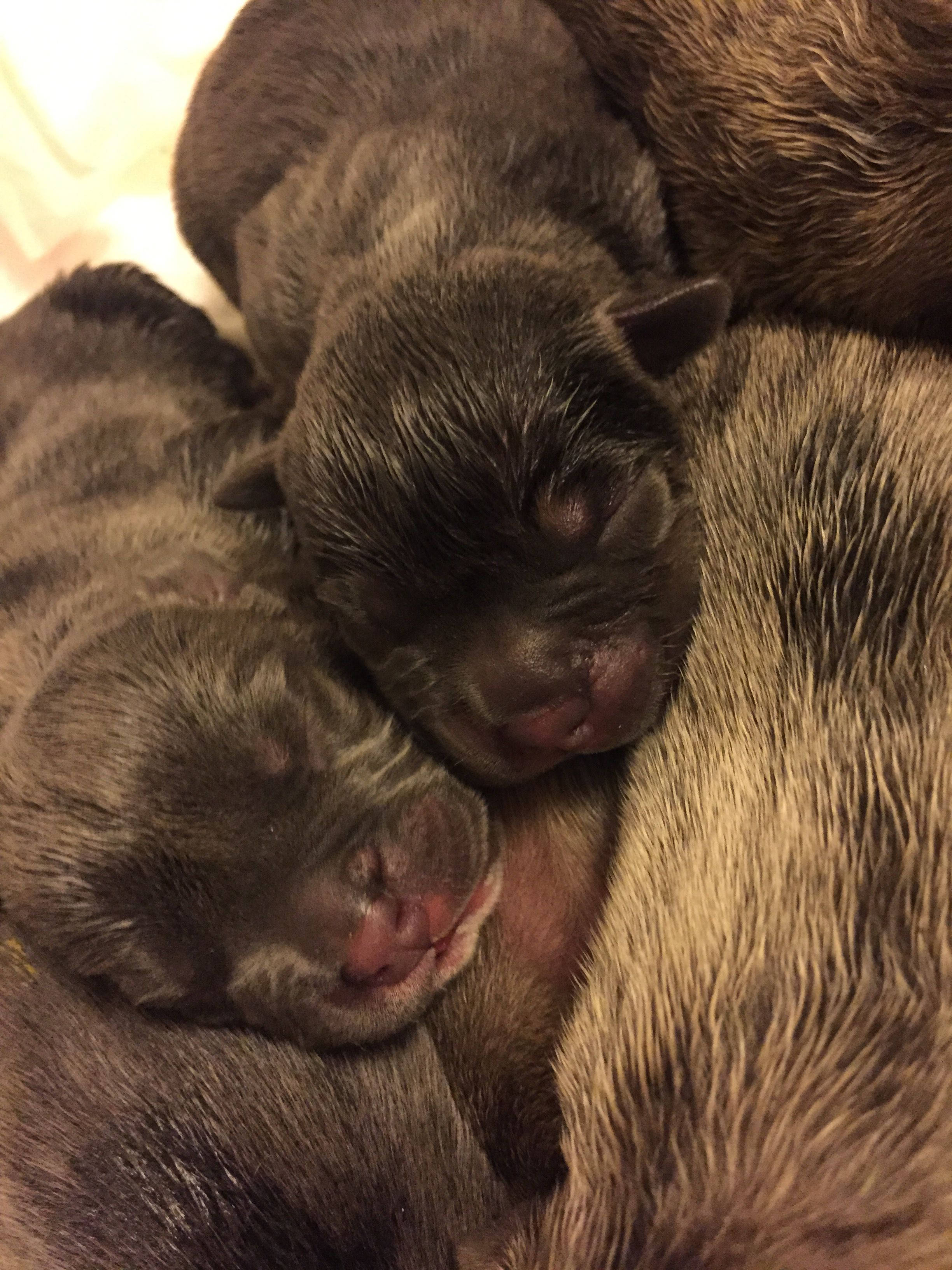 黑色新生鬥牛犬幼犬 壁紙 — 兩隻初生小狗閉著眼睛，安詳地依偎在媽媽溫暖的毛髮中入睡。