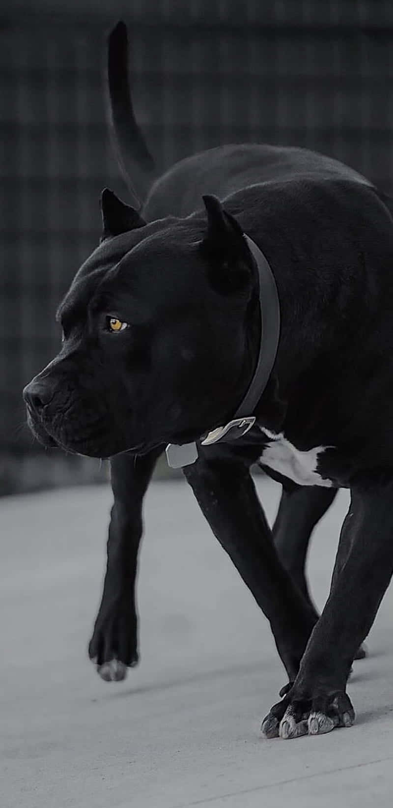 一隻黑色卡斯羅犬，擁有琥珀色眼睛，在柵欄附近的混凝土上行走。