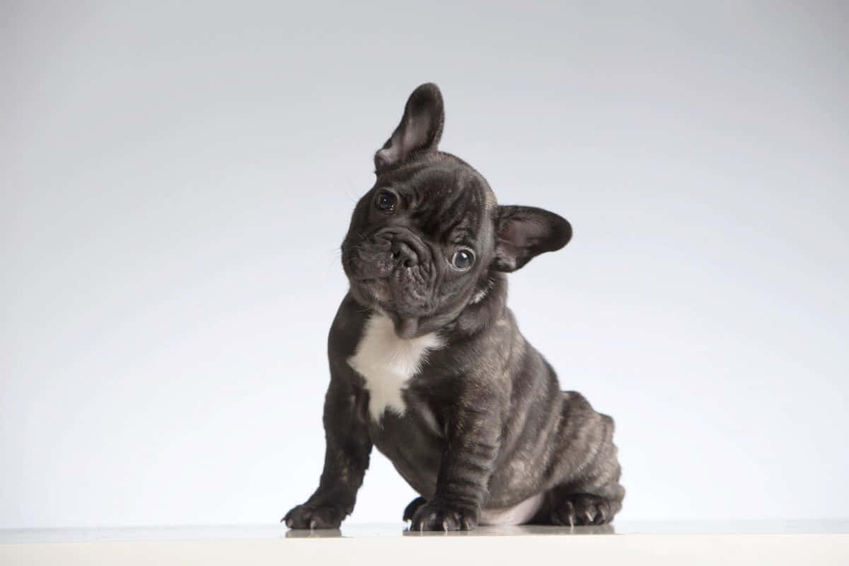 黑色法國鬥牛犬幼犬，胸前白色，坐在白色表面上。