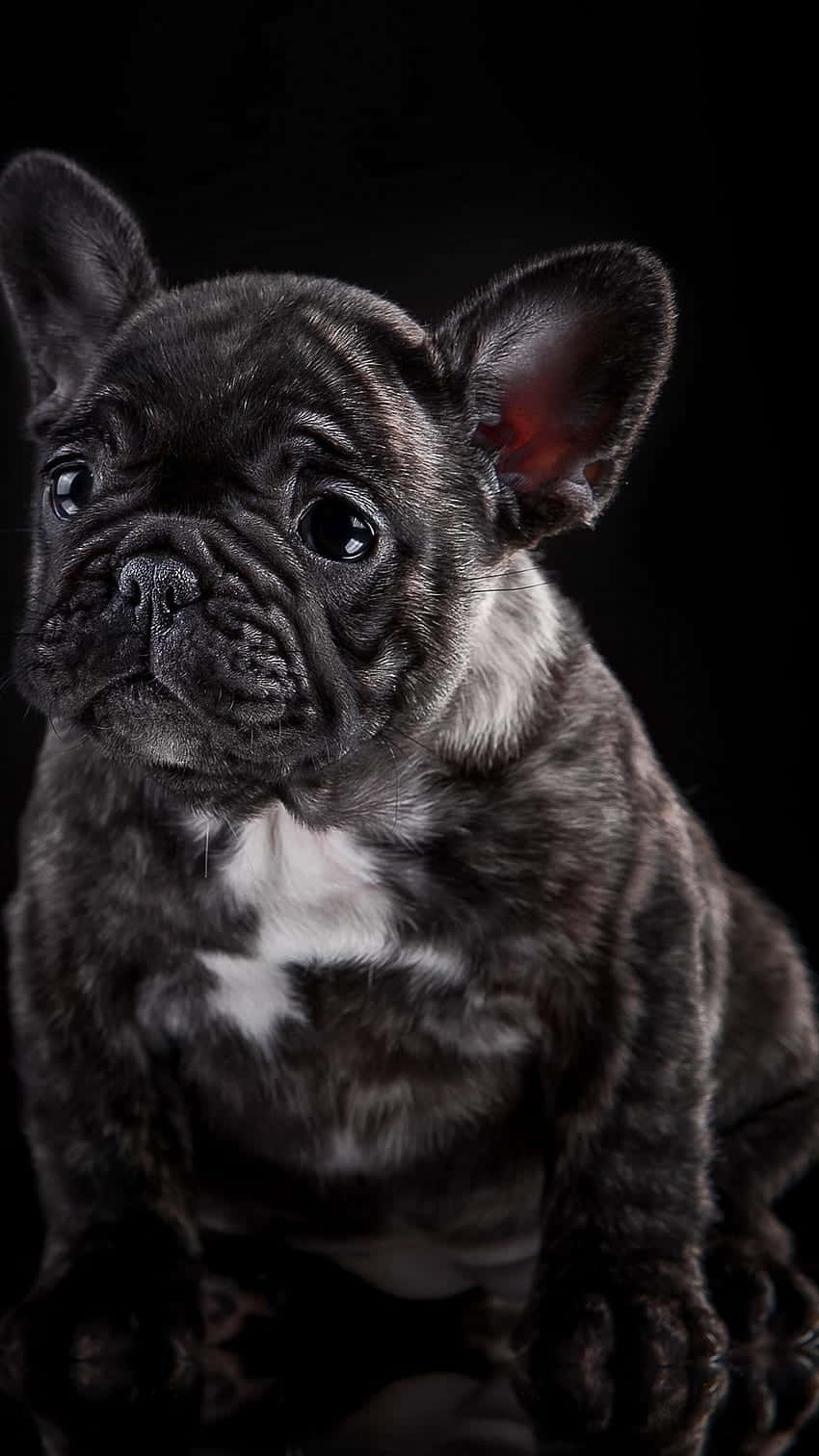黑色法國鬥牛犬幼犬，胸前白色，坐在黑色背景前