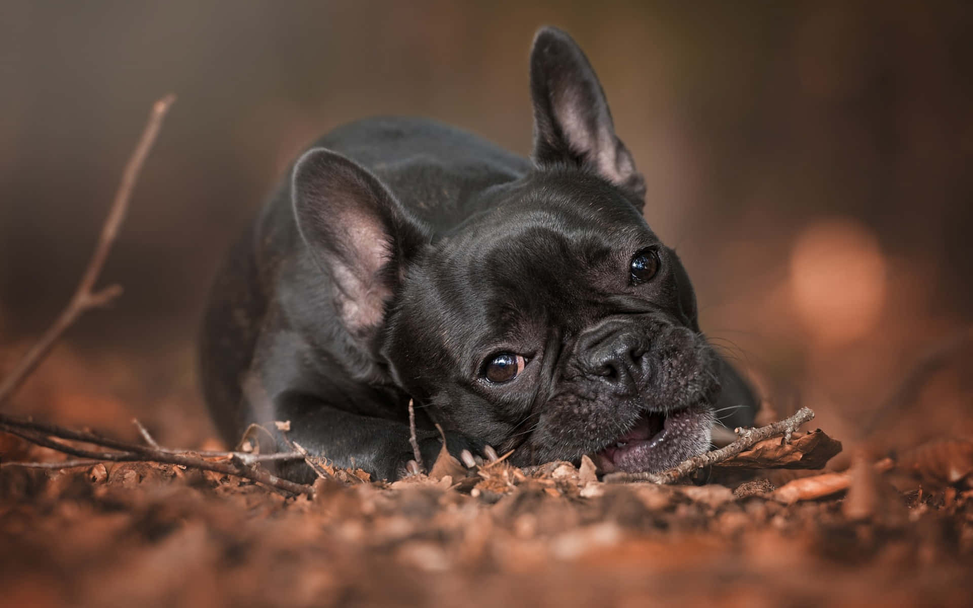 黑色法國鬥牛犬在鋪滿秋葉的森林地面上休息。