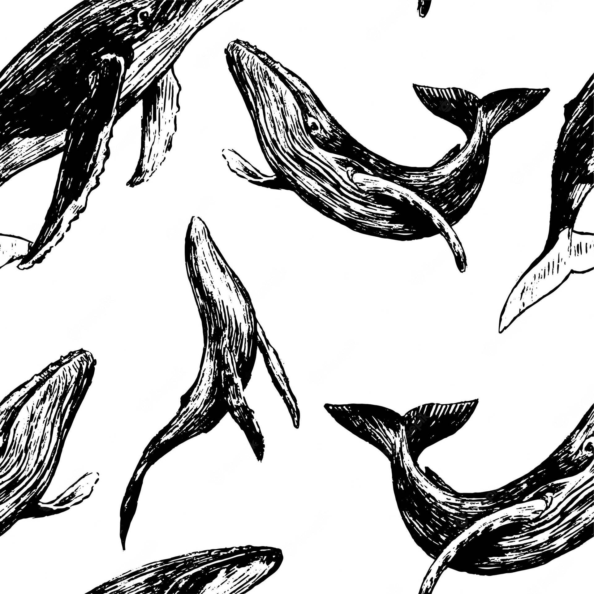 鯨魚以重複的黑白素描圖案游泳。