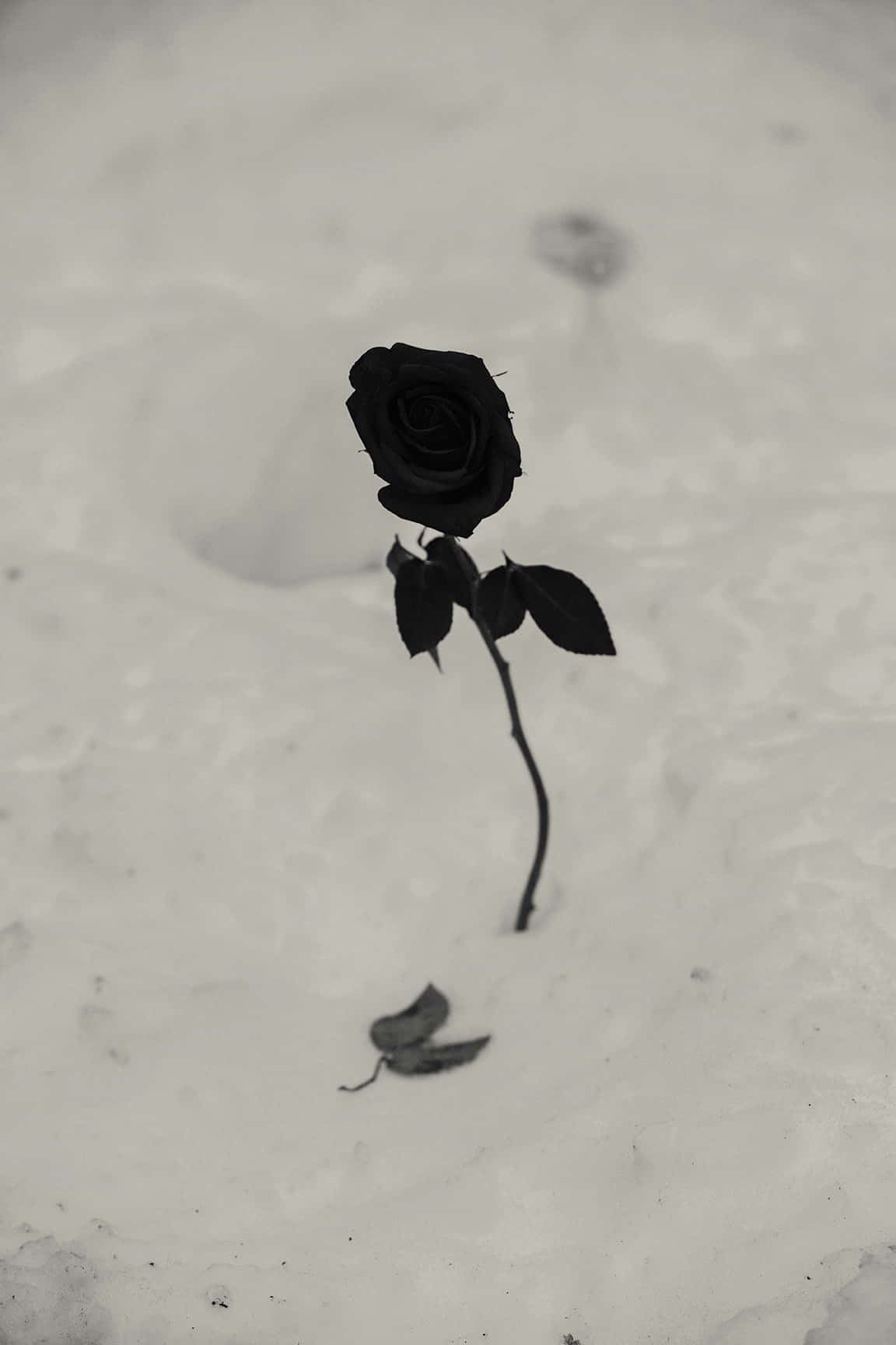 雪中的黑玫瑰與落葉
