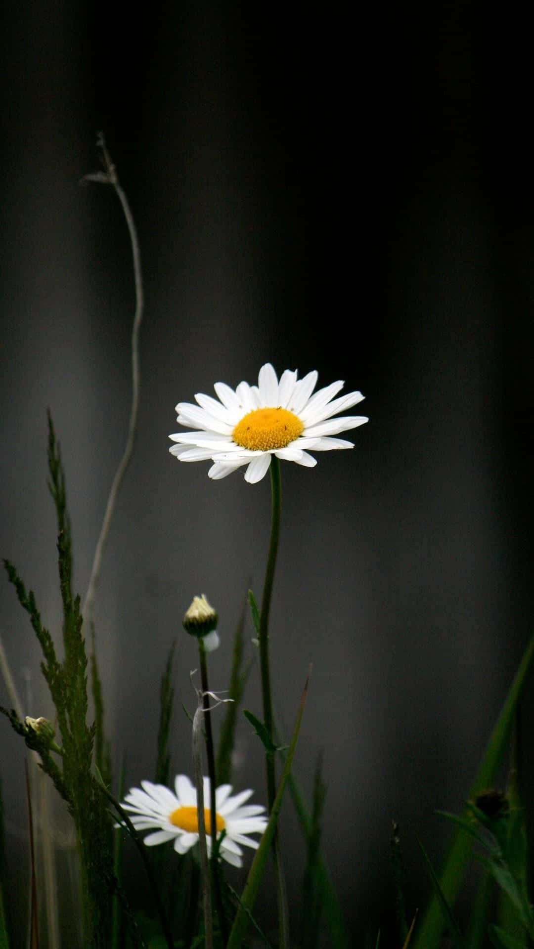 草地上兩朵雛菊，背景深色
