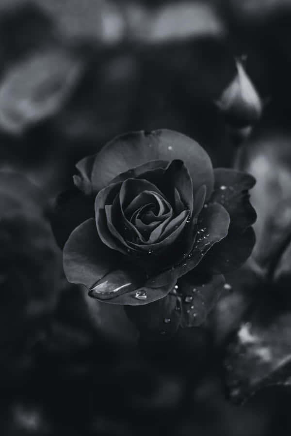 花園中一朵黑白玫瑰，花瓣上有水珠。