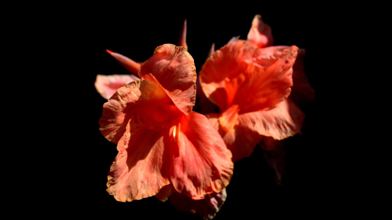 黑色背景上的木芙蓉花 壁紙