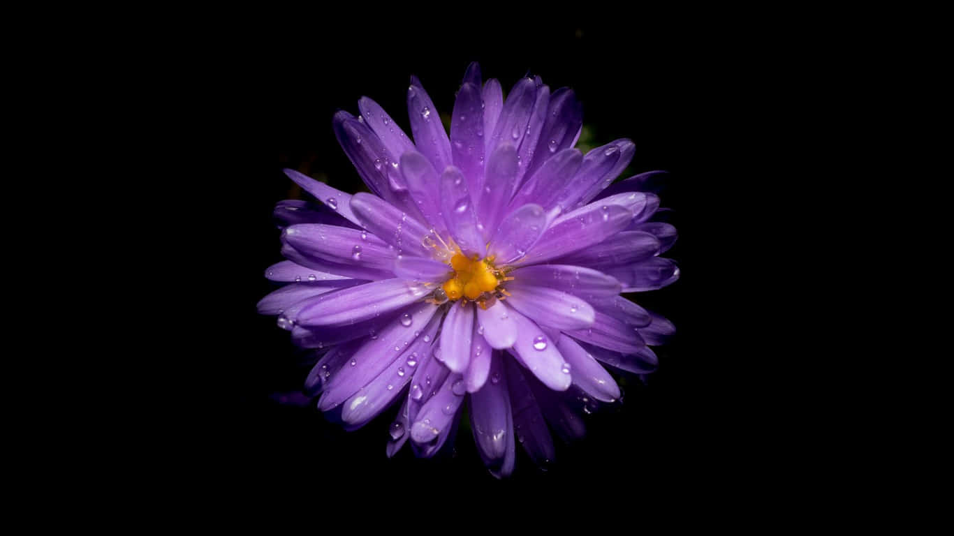 黑色背景上花瓣帶有水珠的紫色花朵