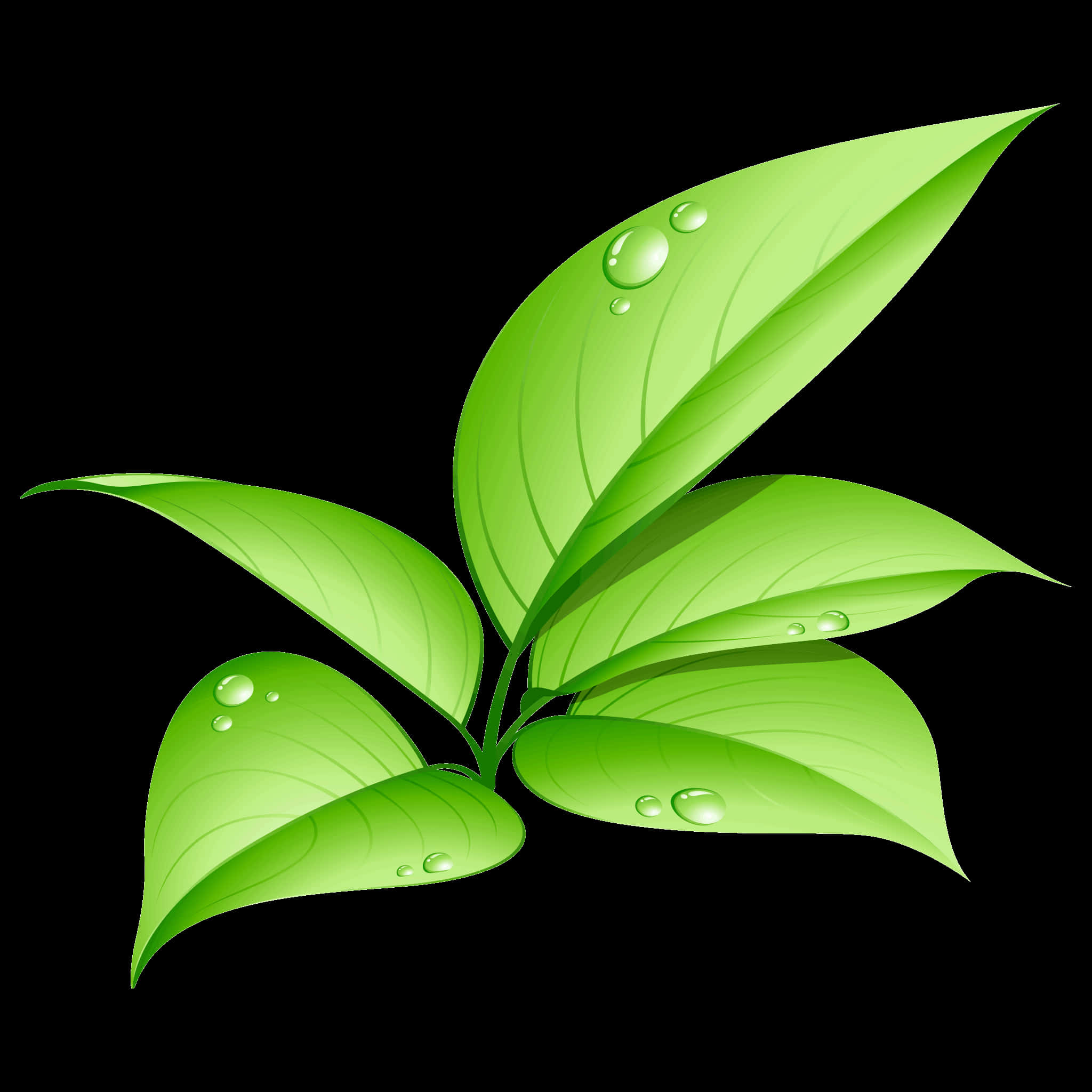 黑色背景上的綠色葉片與水珠 壁紙