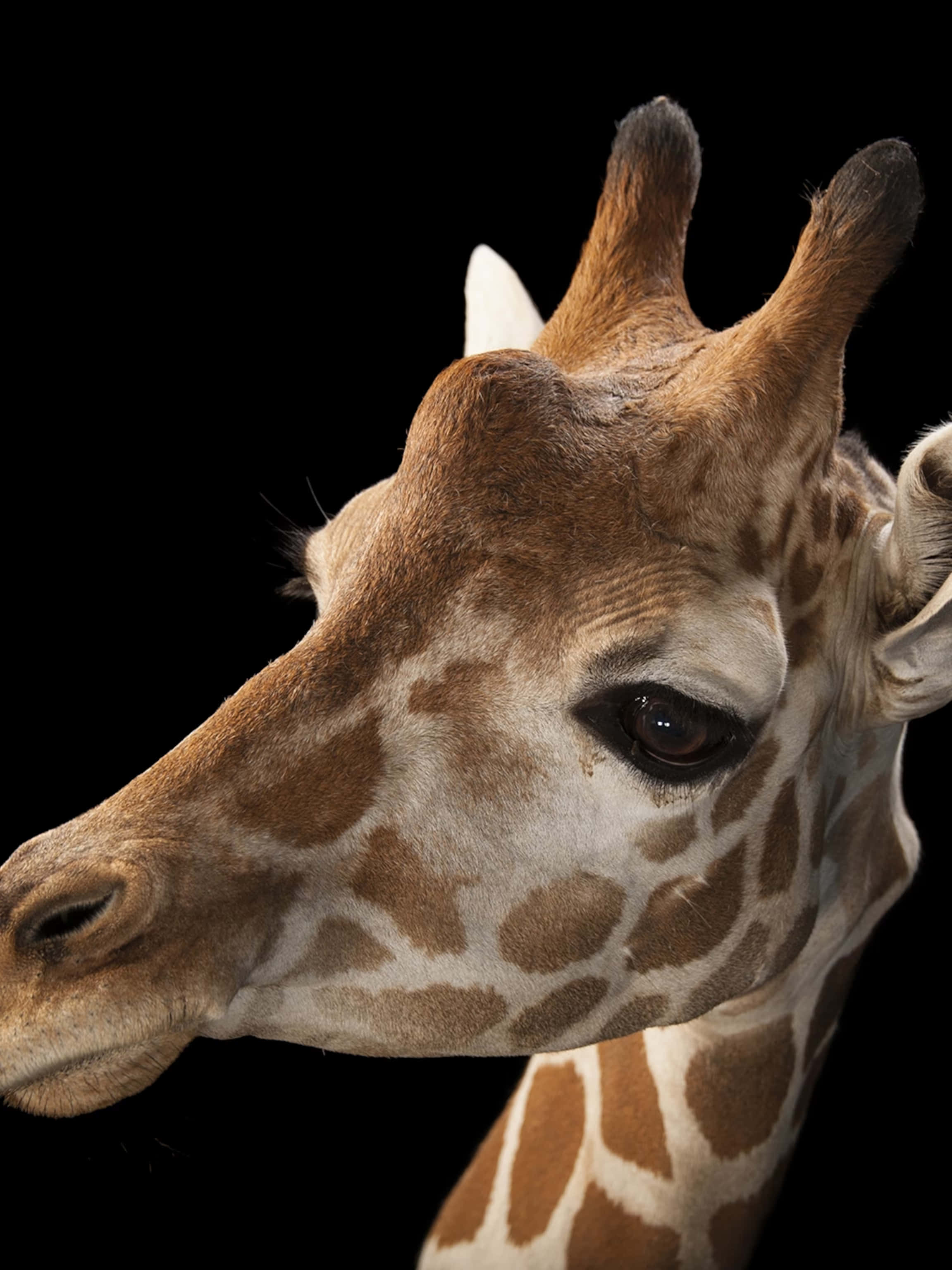 黑色背景上的長頸鹿 壁紙 — 長頸鹿頭部的特寫肖像，以純黑色背景突出其斑點皮毛和溫柔的眼睛。