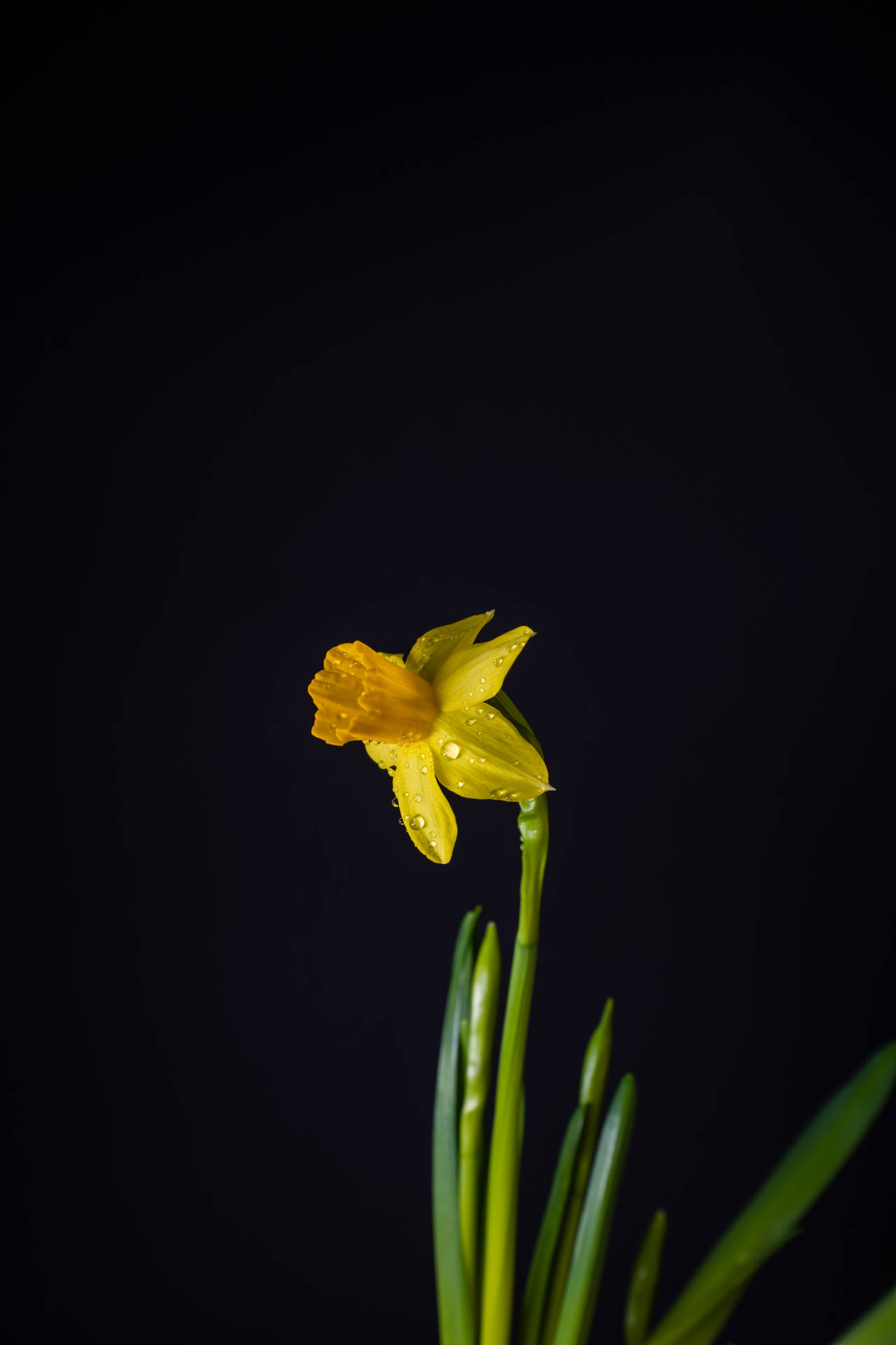 黑色背景下，花瓣上帶有水珠的黃色水仙花。