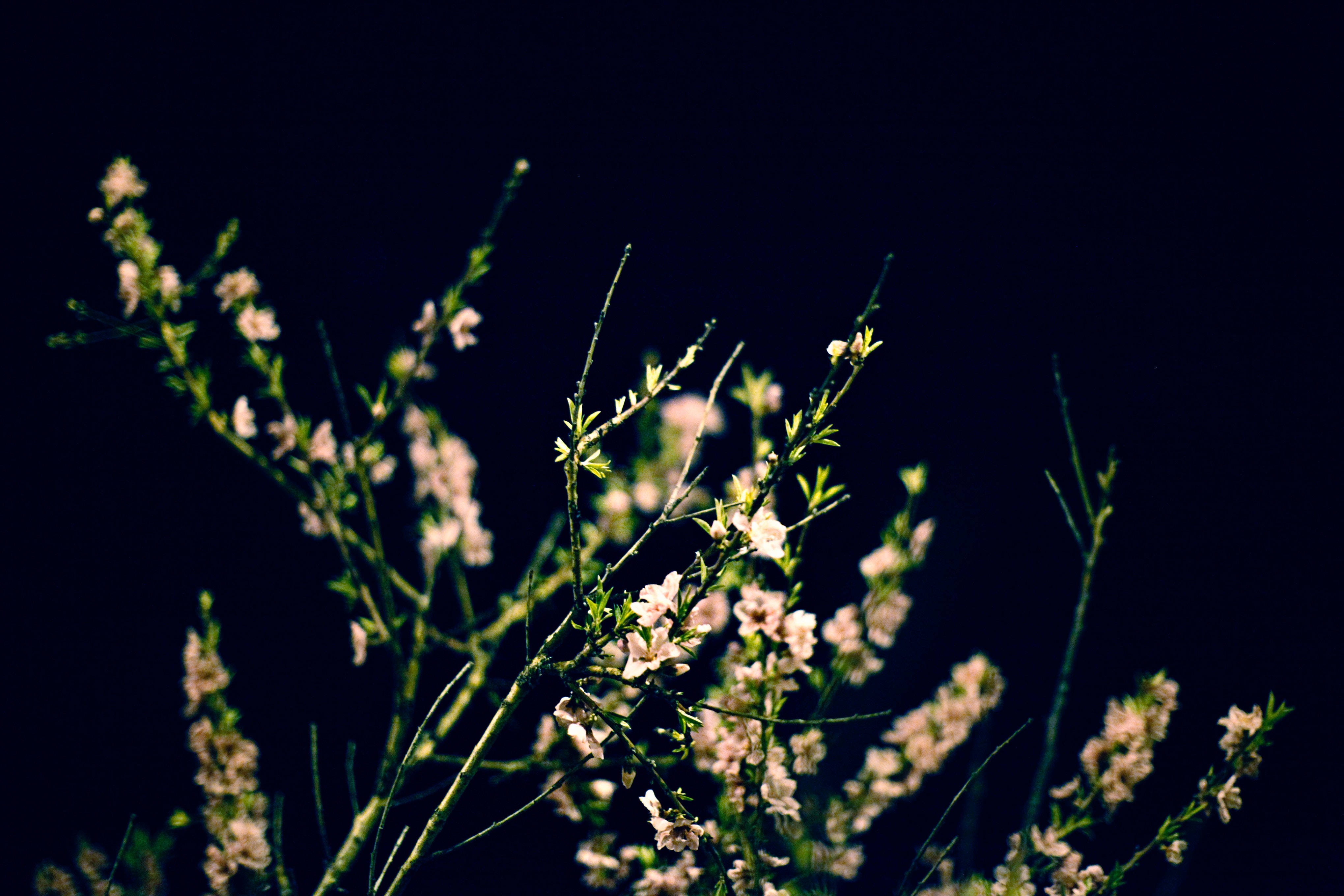 黑色背景嬰兒呼吸草 壁紙 — 纖細的白色花朵在纖細的綠色莖上，在深黑色背景下柔和地發光。