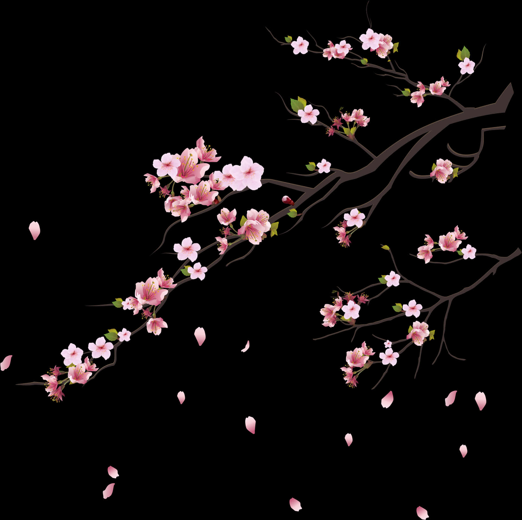黑色背景櫻花枝條 壁紙