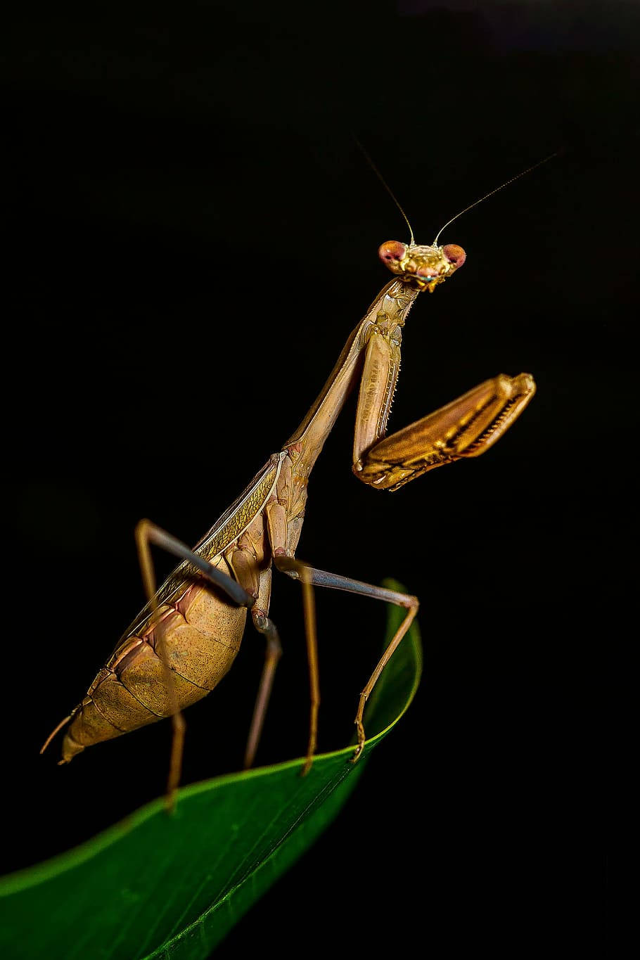 黑色背景禱 mantis 壁紙 — 一隻螳螂警覺地棲息在一片鮮綠的葉子上，背景是純黑色。