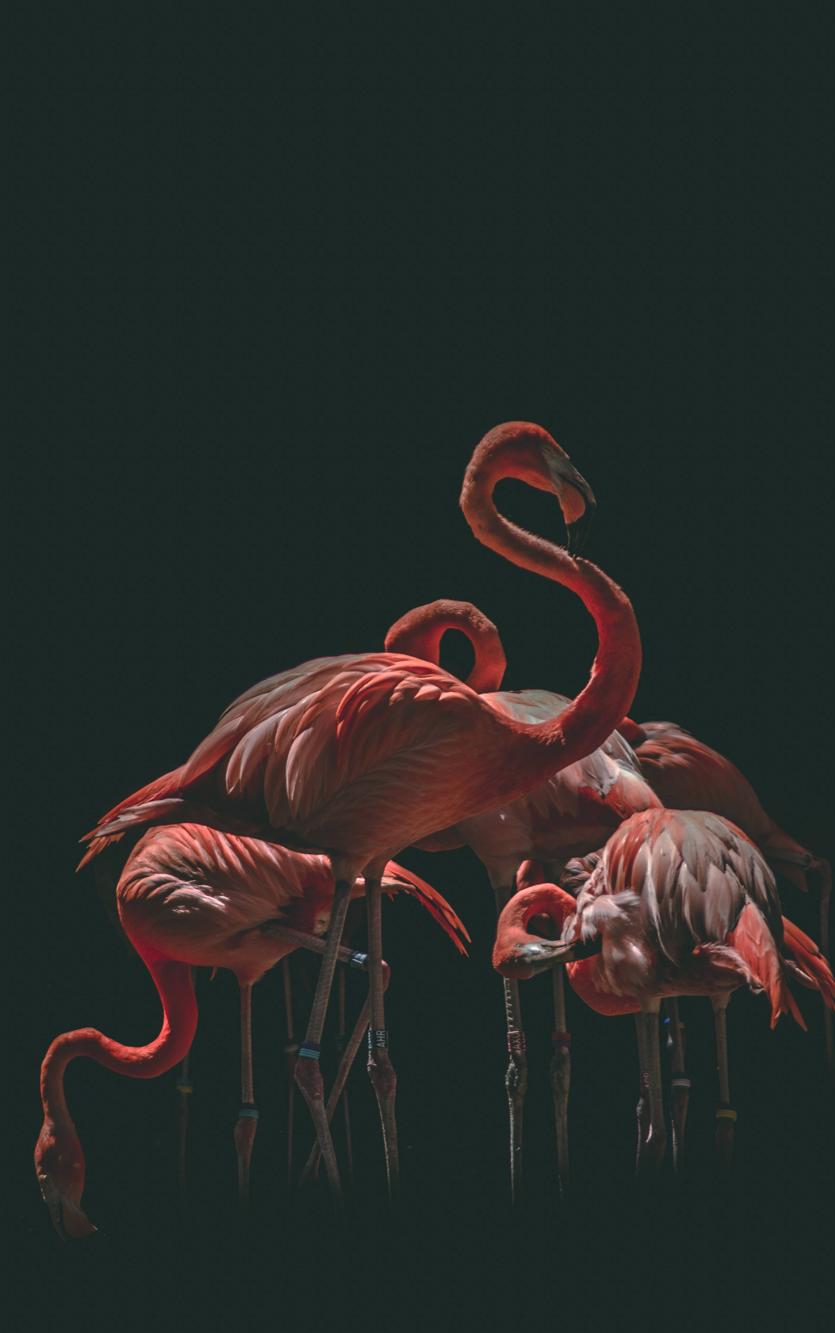 黑色背景粉紅火烈鳥群 壁紙 — 優雅的粉紅色火烈鳥在深黑色背景上優雅地站立，彎曲的脖子和纖細的腿。