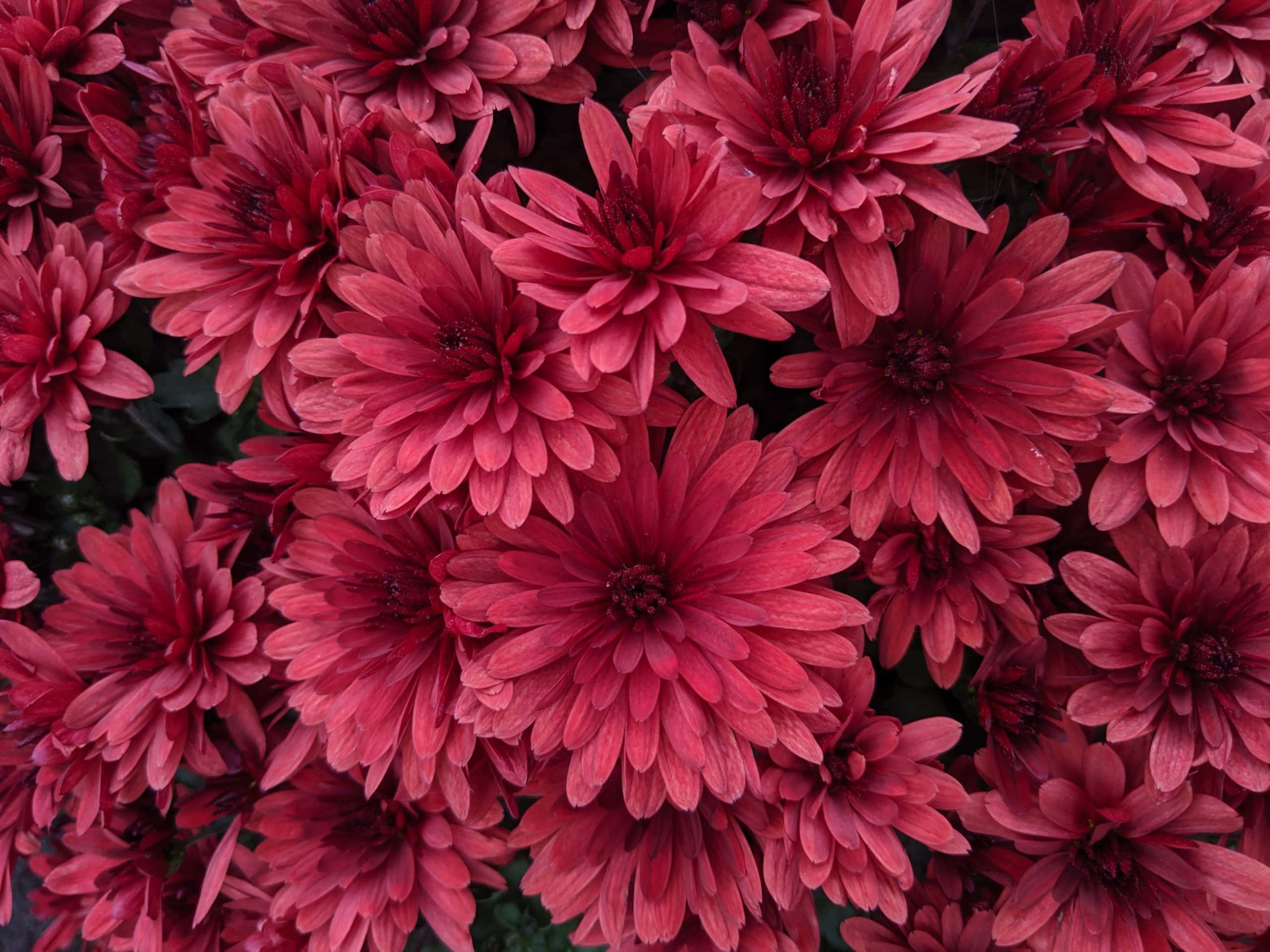 黑色與粉紅色花田 壁紙
