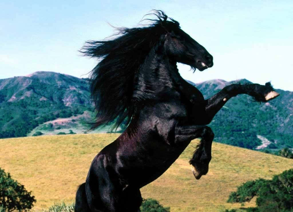 黑色野馬站立於後腿的壯觀畫面 壁紙 — 一匹雄偉的黑馬在陽光明媚的山坡上強有力地後腿站立，鬃毛隨風飄揚，背景是遠處的綠色山脈。