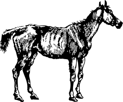 黑色馬匹剪影 壁紙