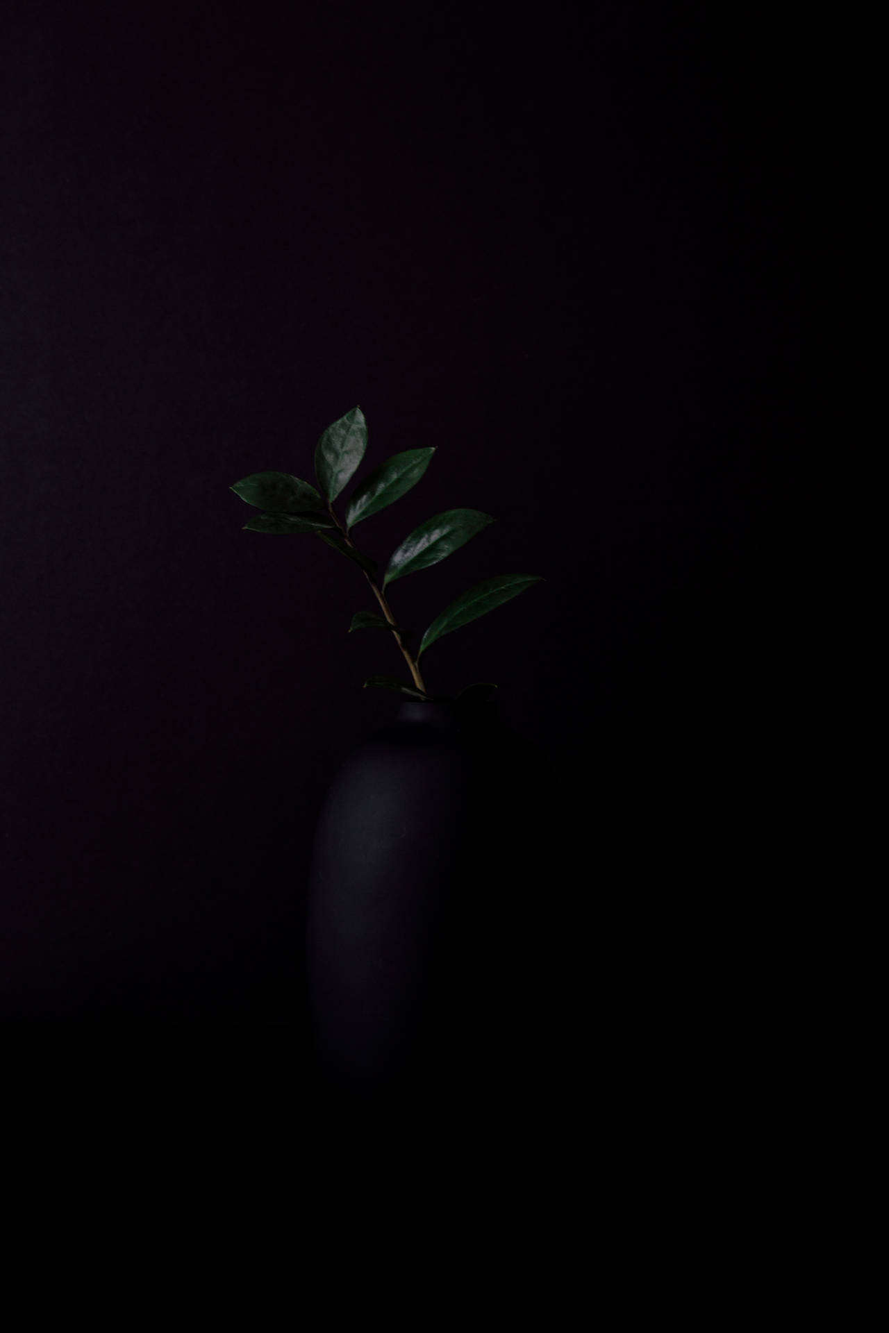黑色花瓶中的小綠色植物，背景為黑色。