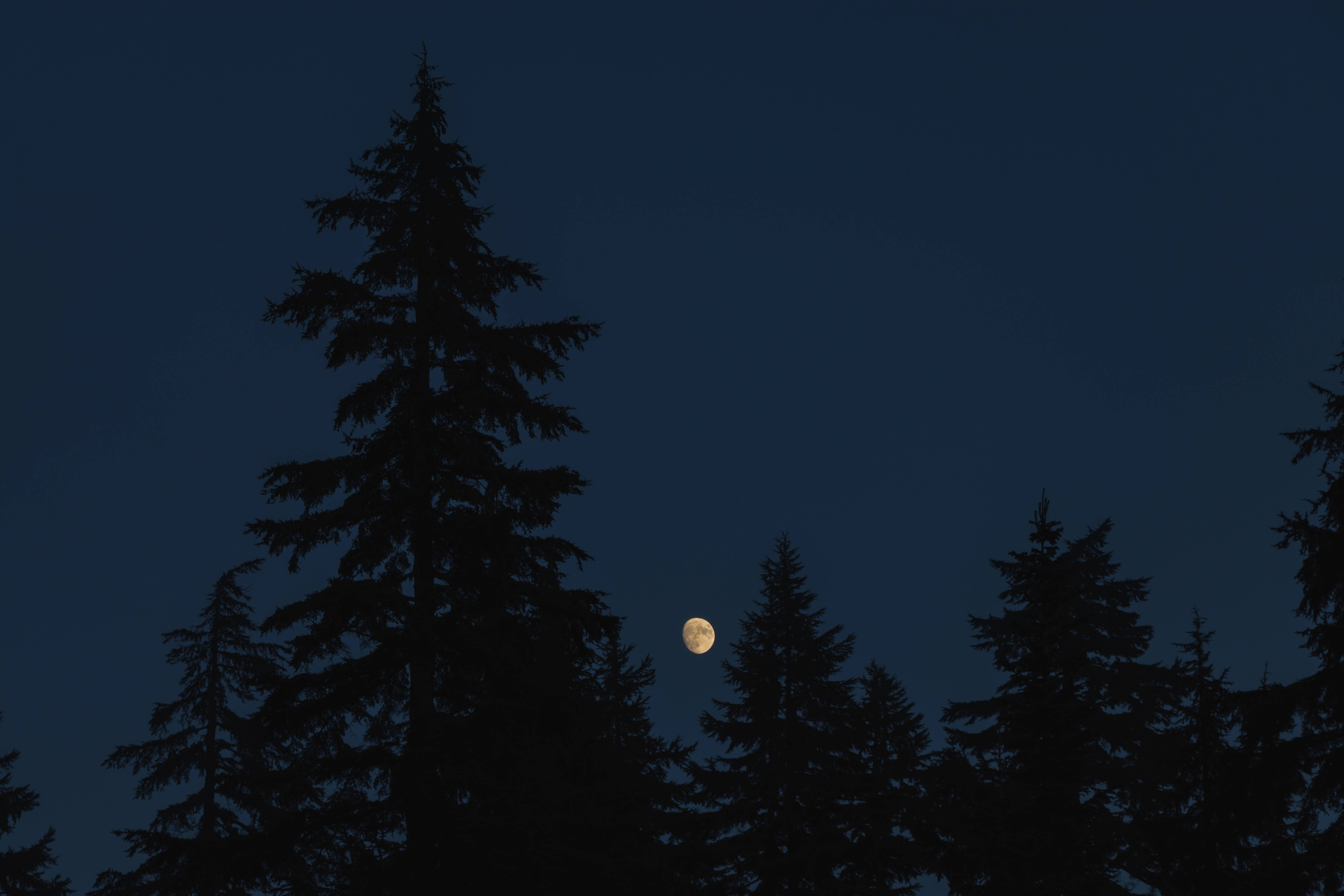 黑藍色夜間松樹剪影 壁紙 — 一輪明亮的月亮在深藍色夜空中的高大松樹暗色剪影後方柔和發光。