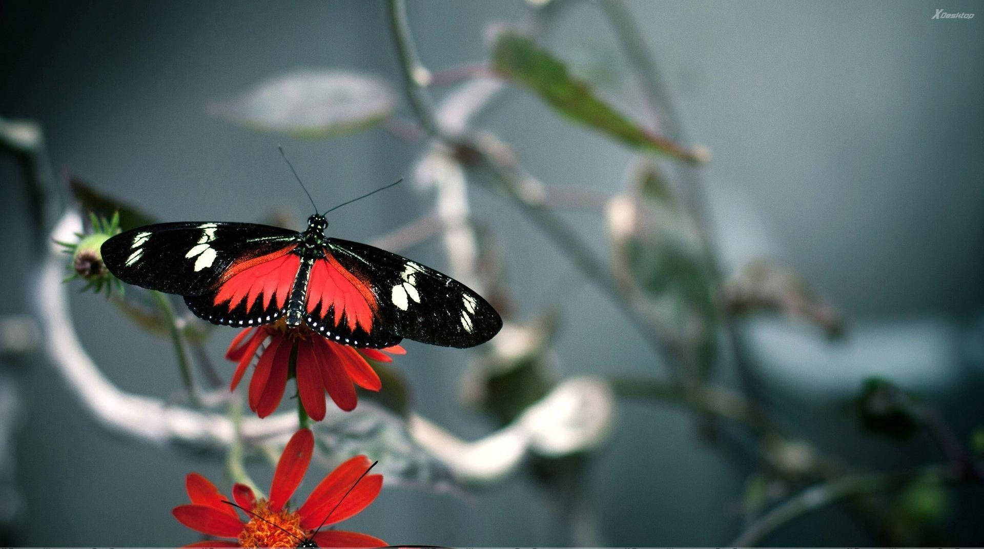 一隻帶有白色斑點的黑紅蝴蝶在花園的紅花上休息。