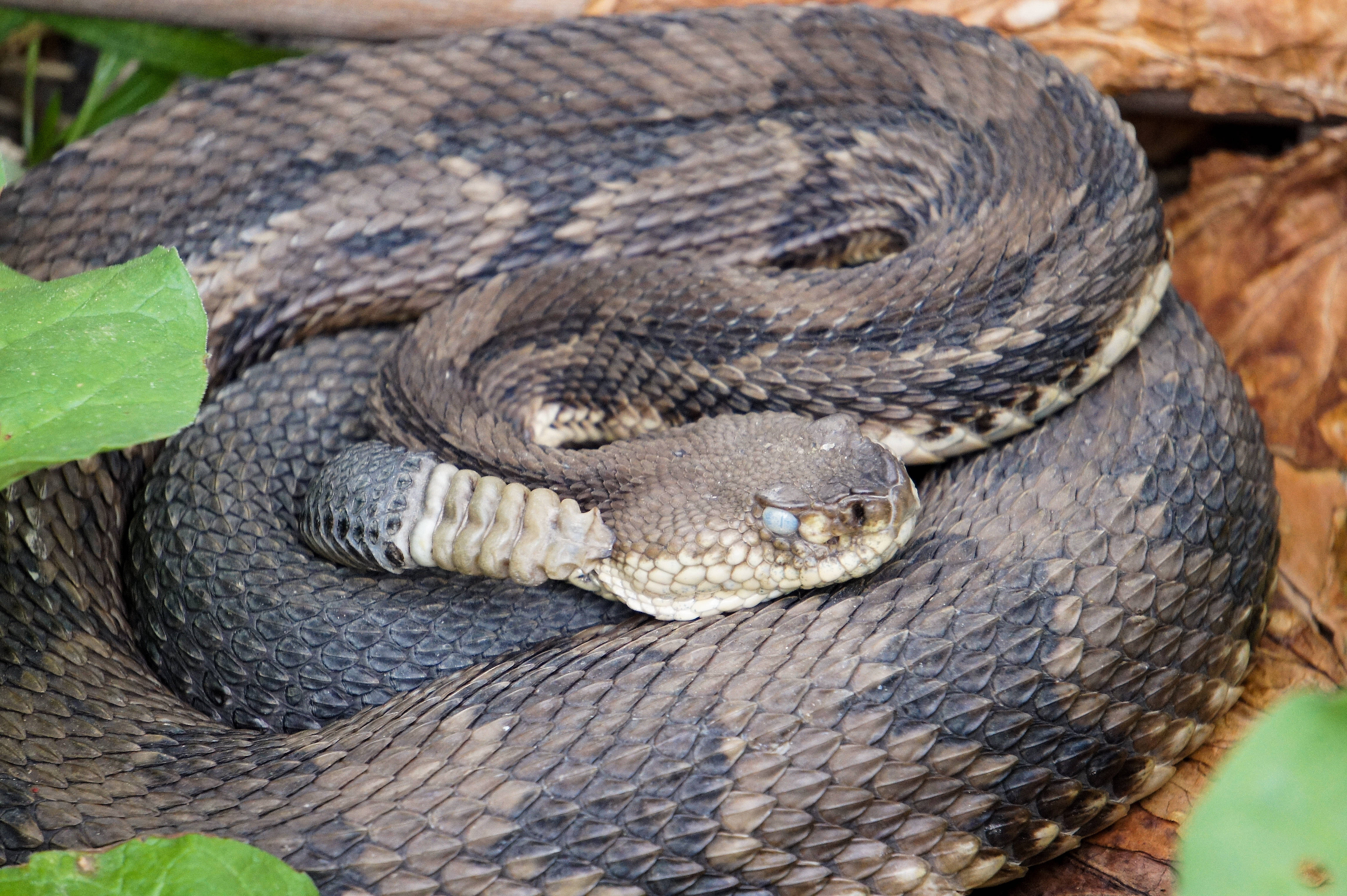 黑褐色常見 Timber Rattler 蛇 壁紙 — 一條盤繞的響尾蛇，帶有圖案鱗片，在自然環境中休憩於乾葉和綠葉之間。