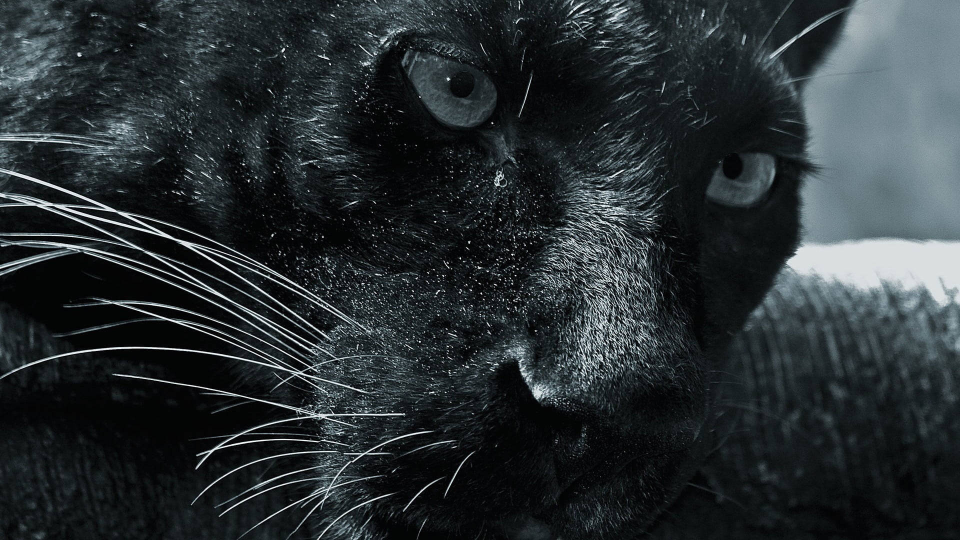 panther 桌布 壁紙 — 黑豹嘅近鏡特寫，展現佢銳利嘅鬍鬚同有質感嘅毛髮，以冷色調單色呈現。