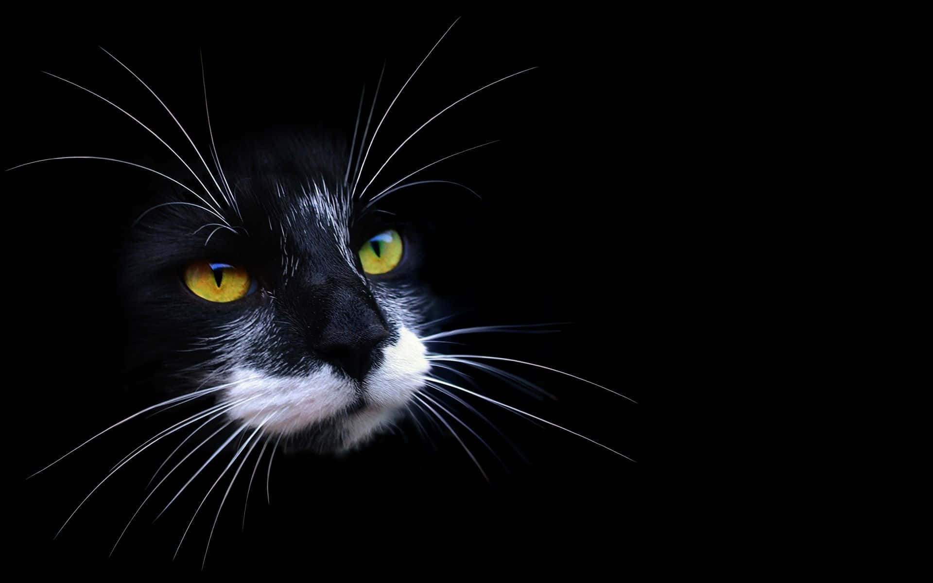 Cat Desktop 桌布 壁紙 — 黑貓臉部特寫，黃色眼睛發光，白色鬍鬚，背景純黑。
