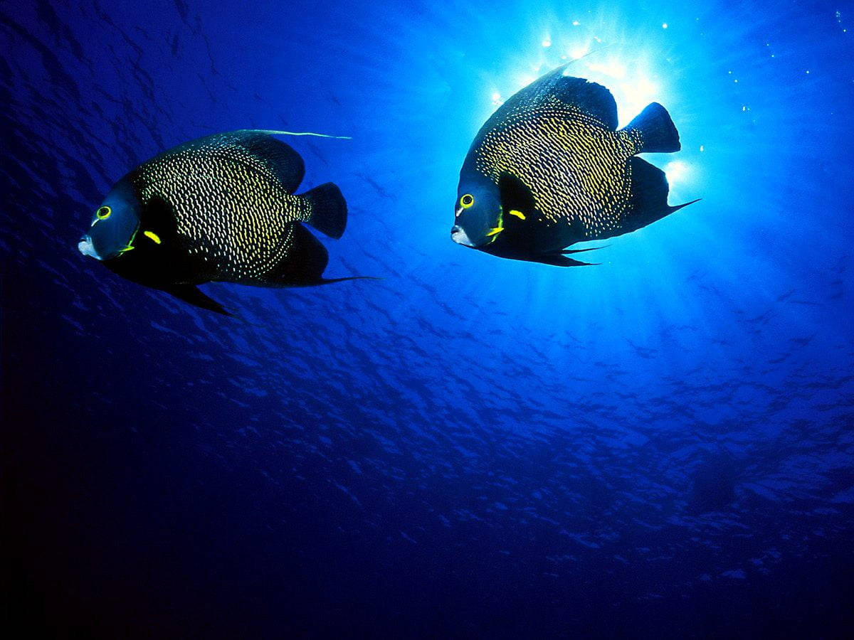 黑體霓虹涼魚 壁紙 — 兩條帶有黑色和金色圖案的神仙魚優雅地游向一道穿透深藍色海水的明亮陽光。